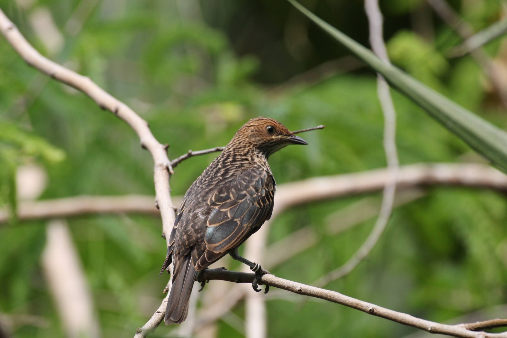 Violet-backed Starling (female)