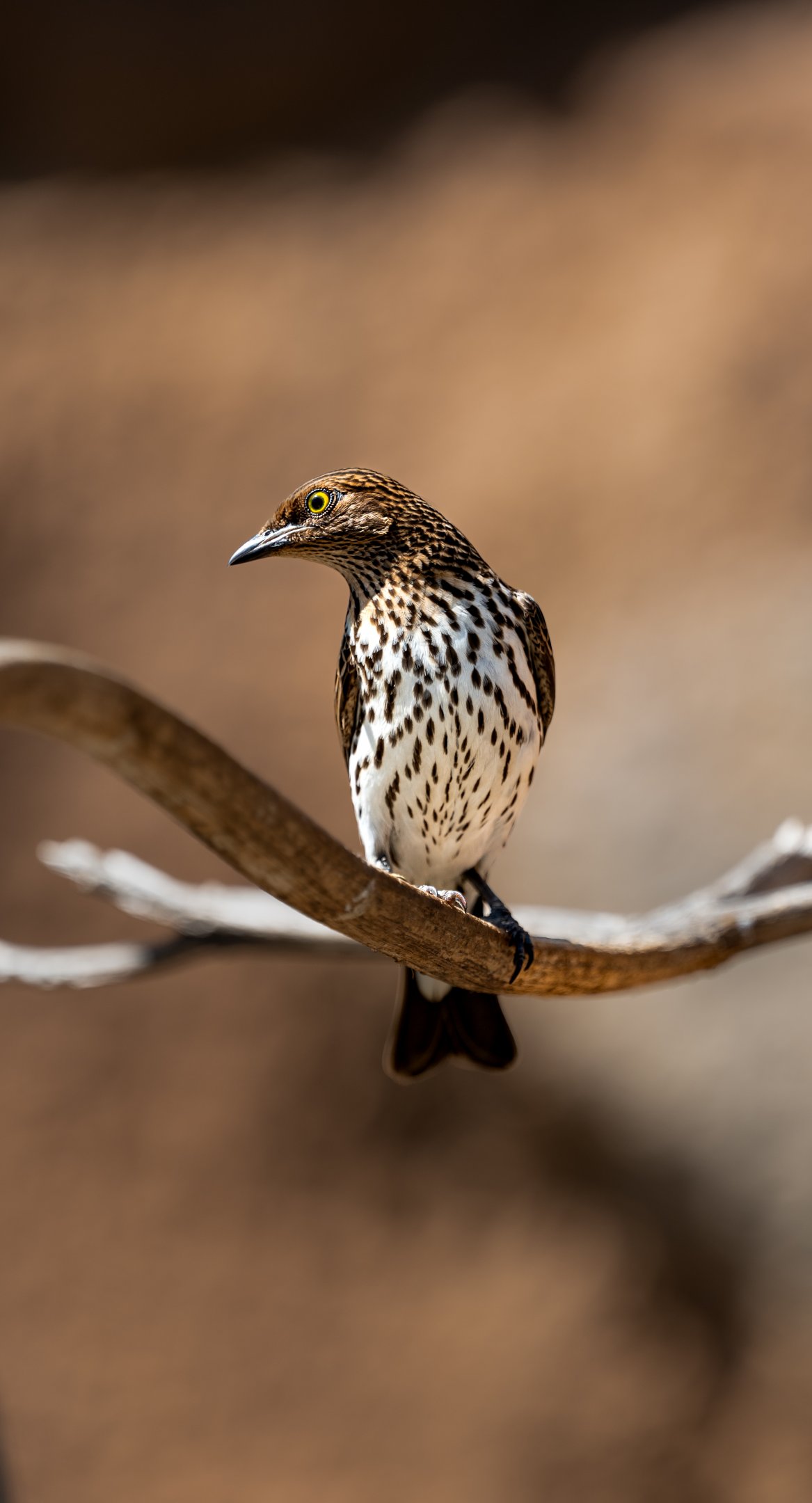 Violet Backed Starling(female)