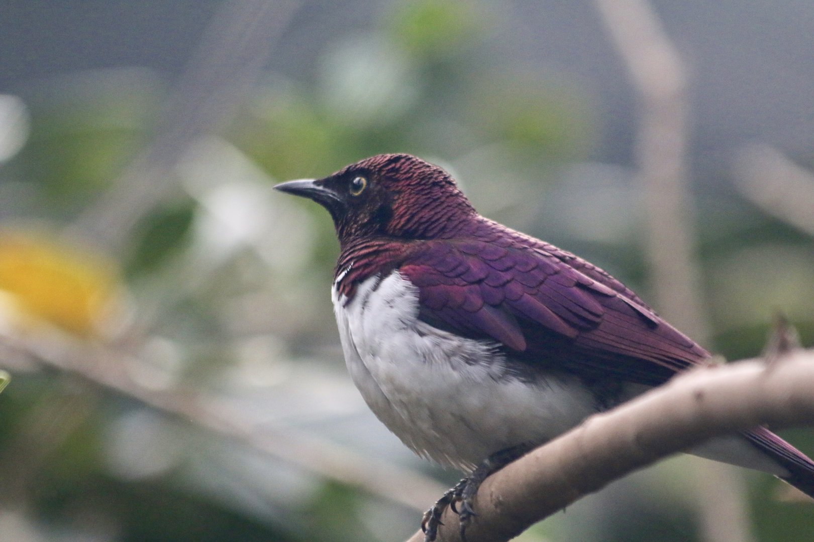 Violet-backed Starling in the Blackburb Pavilion