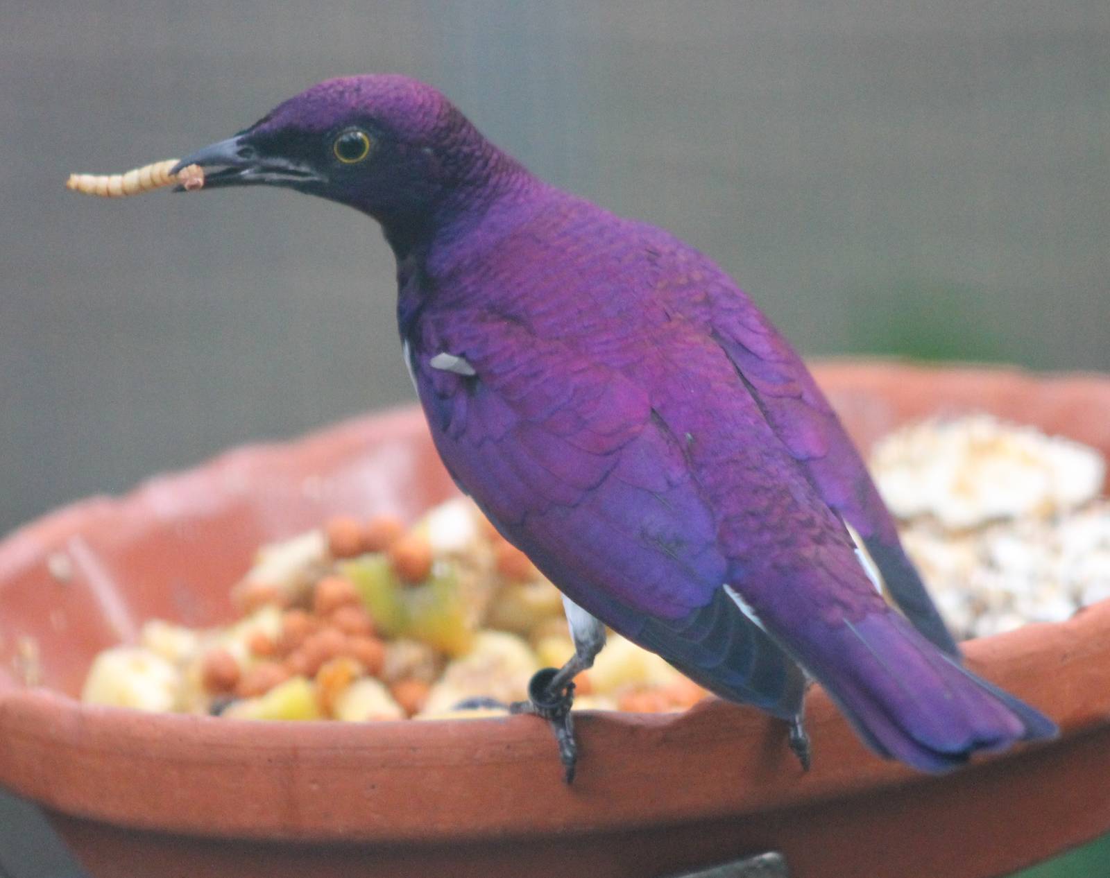 Violet-backed starling male