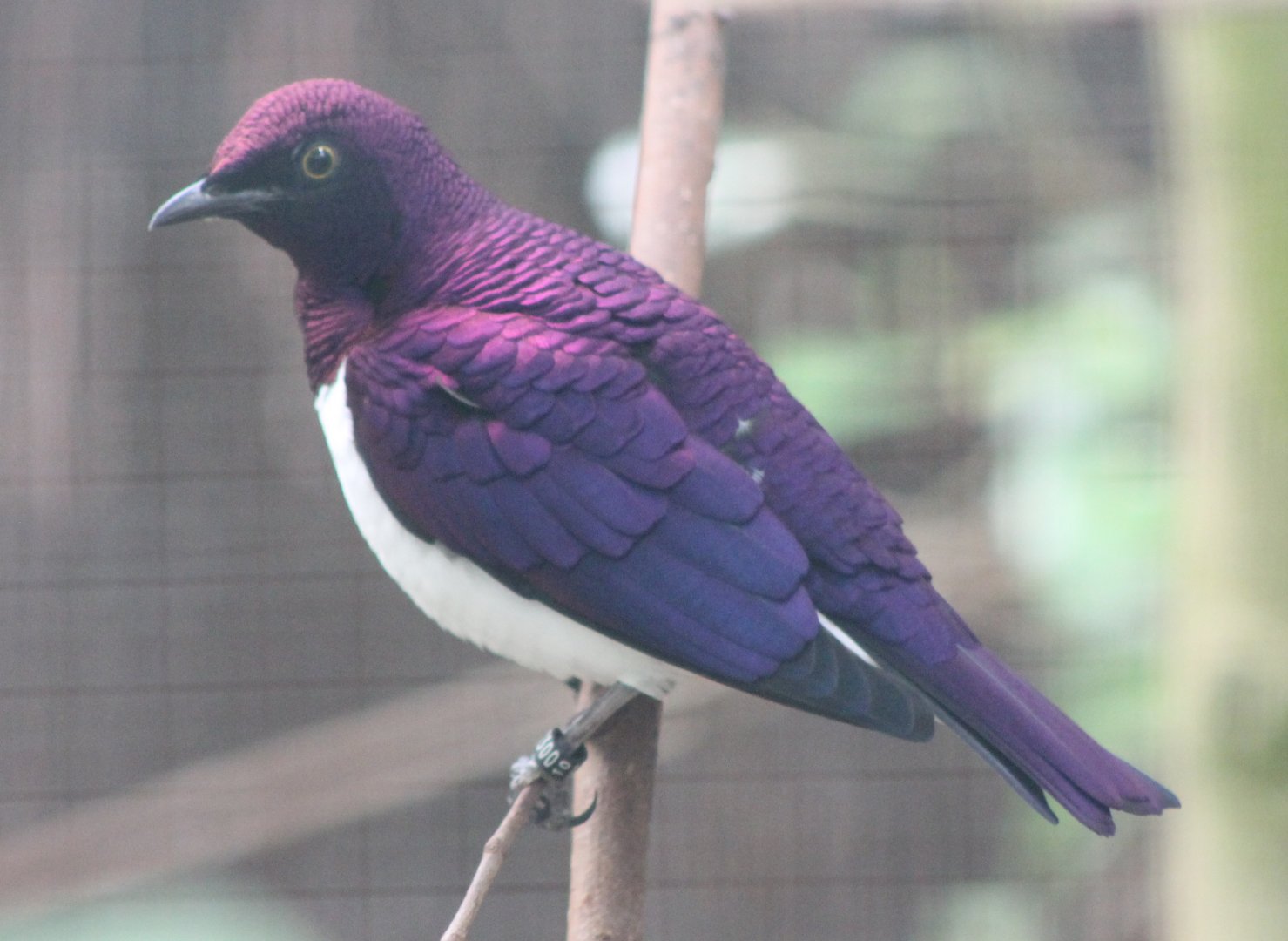 Violet-backed starling Male