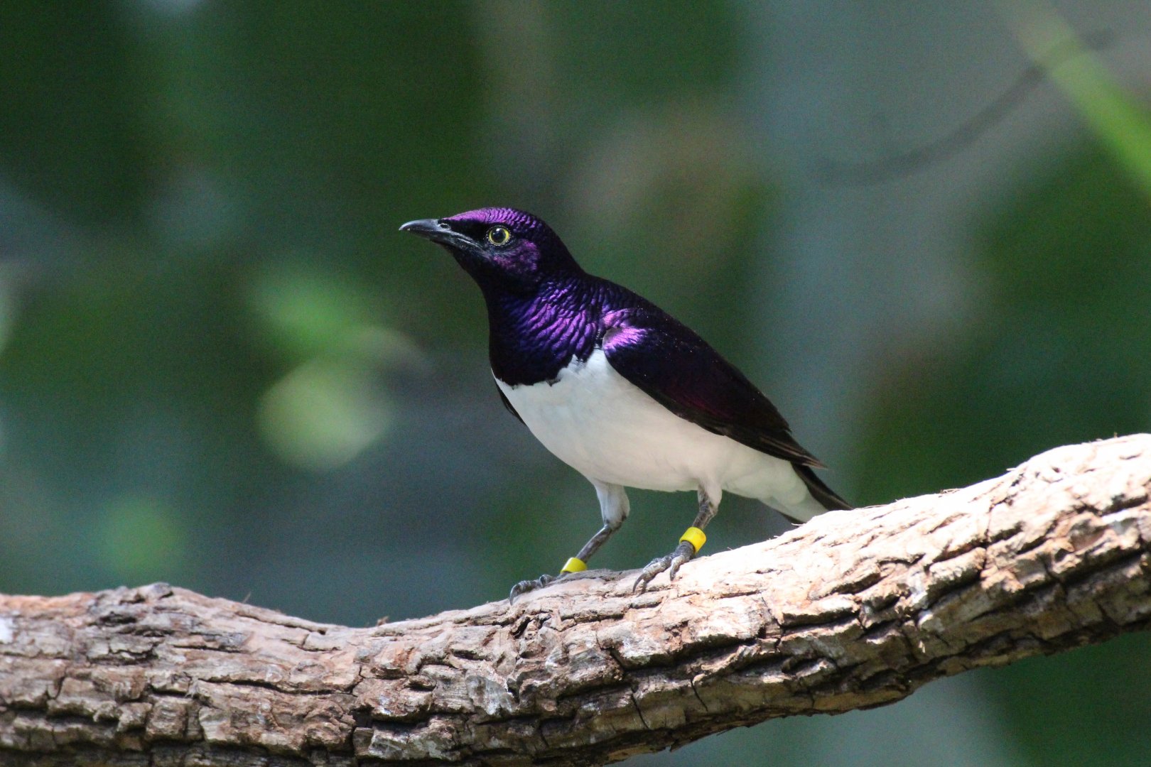 Violet-backed Starling (male)