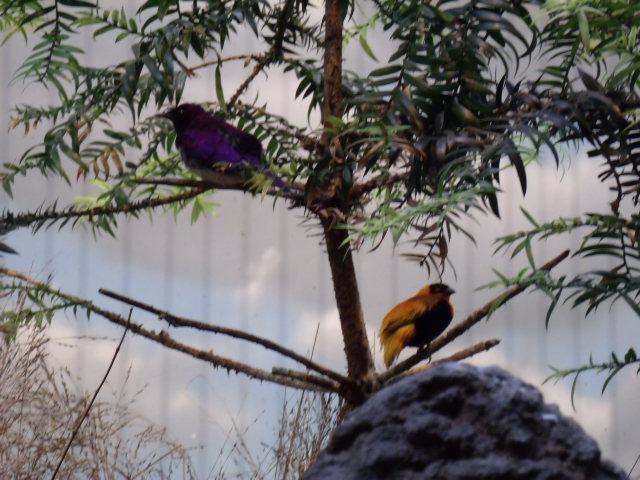 Violet-Backed Starling & Orange Bishop