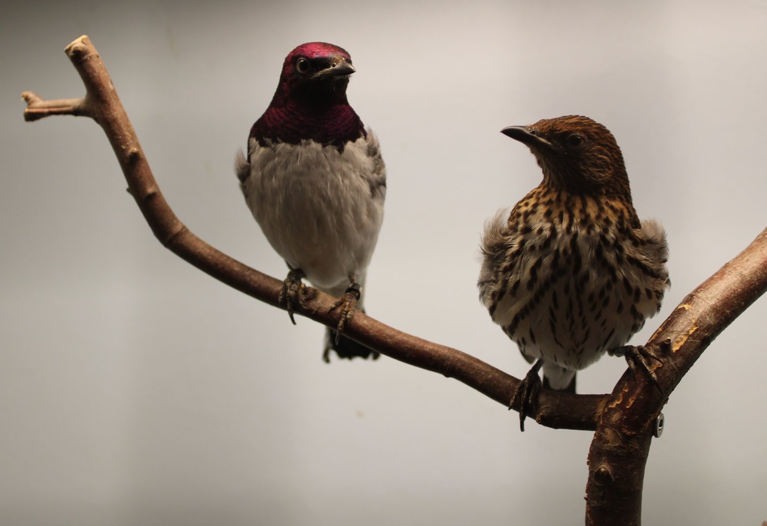 Violet-backed starling - pair