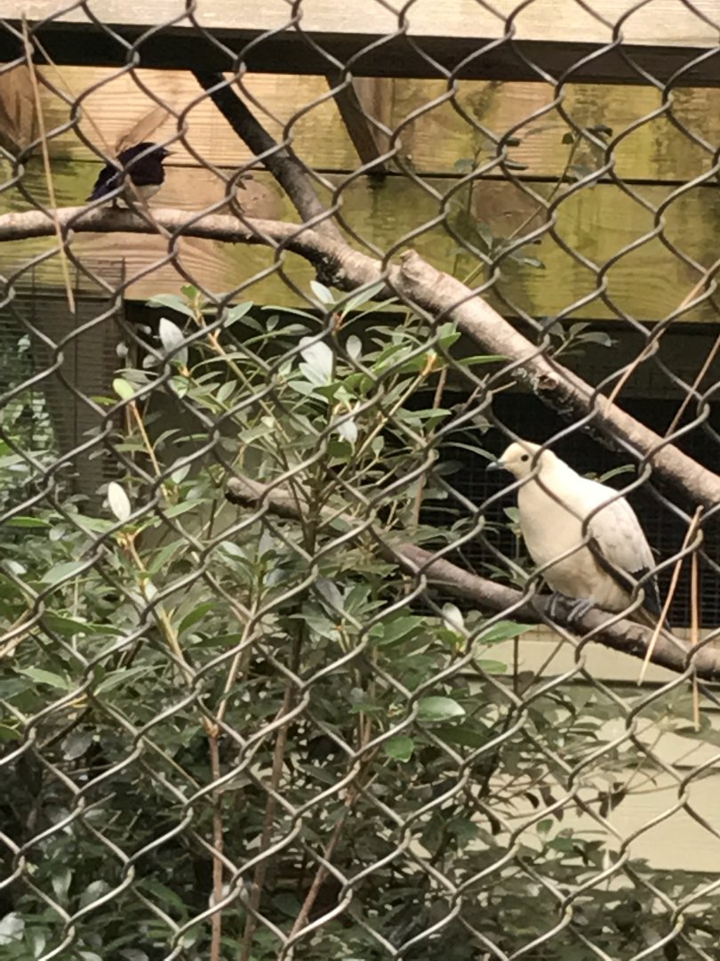 Violet-backed starling & Pied imperial pigeon