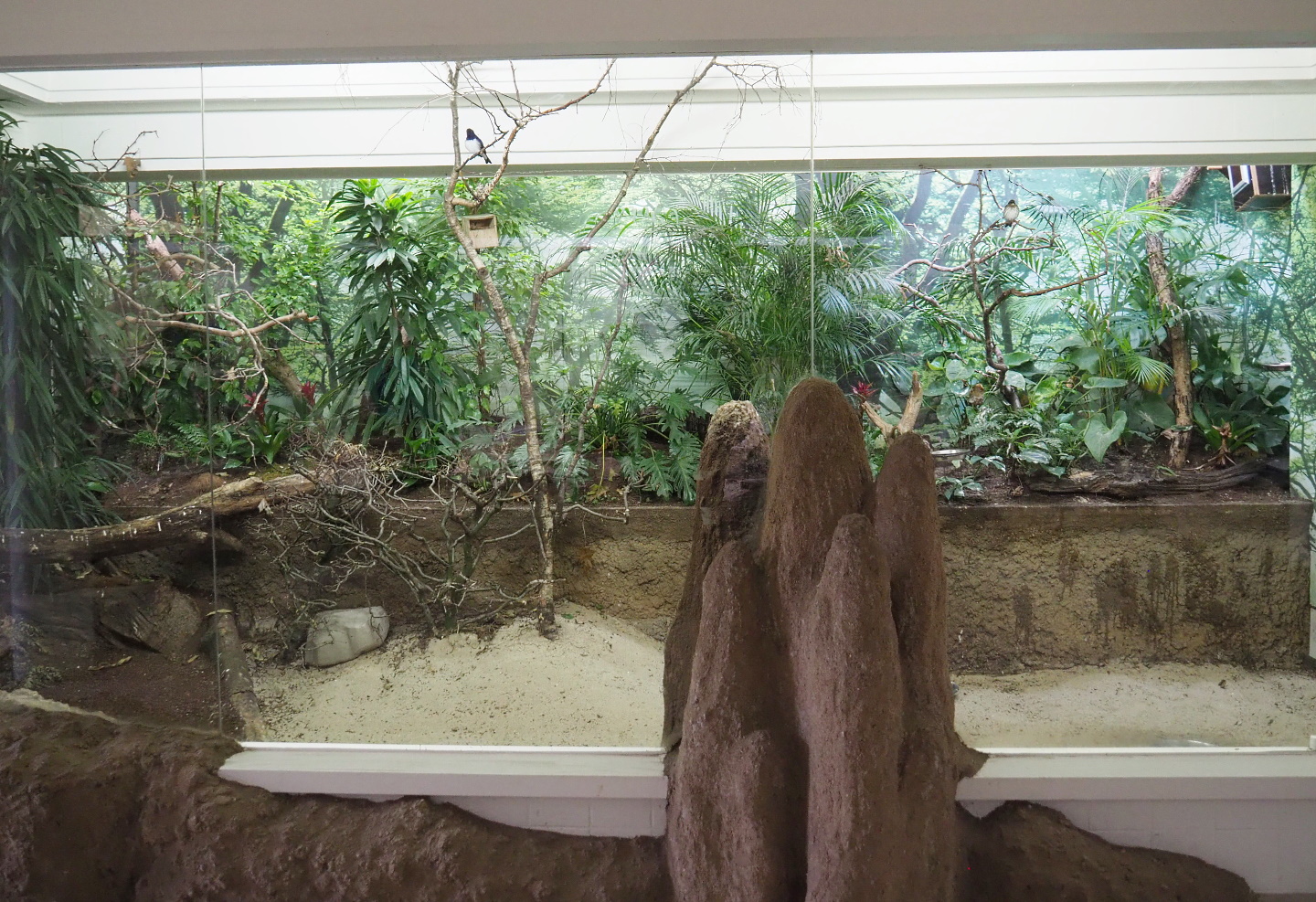 Violet-backed starling, Snowy-crowned robin-chat and Black crake aviary, 2021-06-12