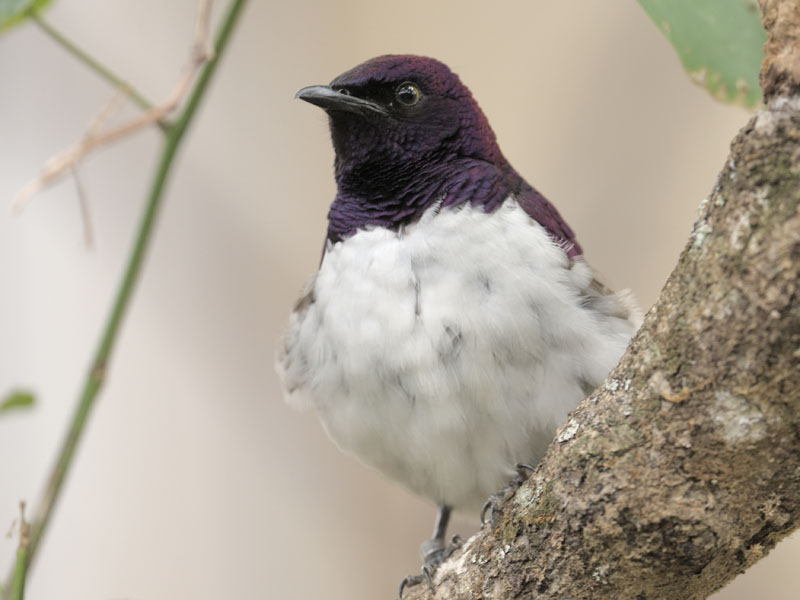 Violet-backed starling