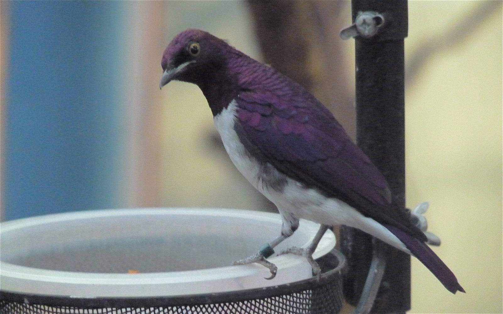 Violet-Backed Starling