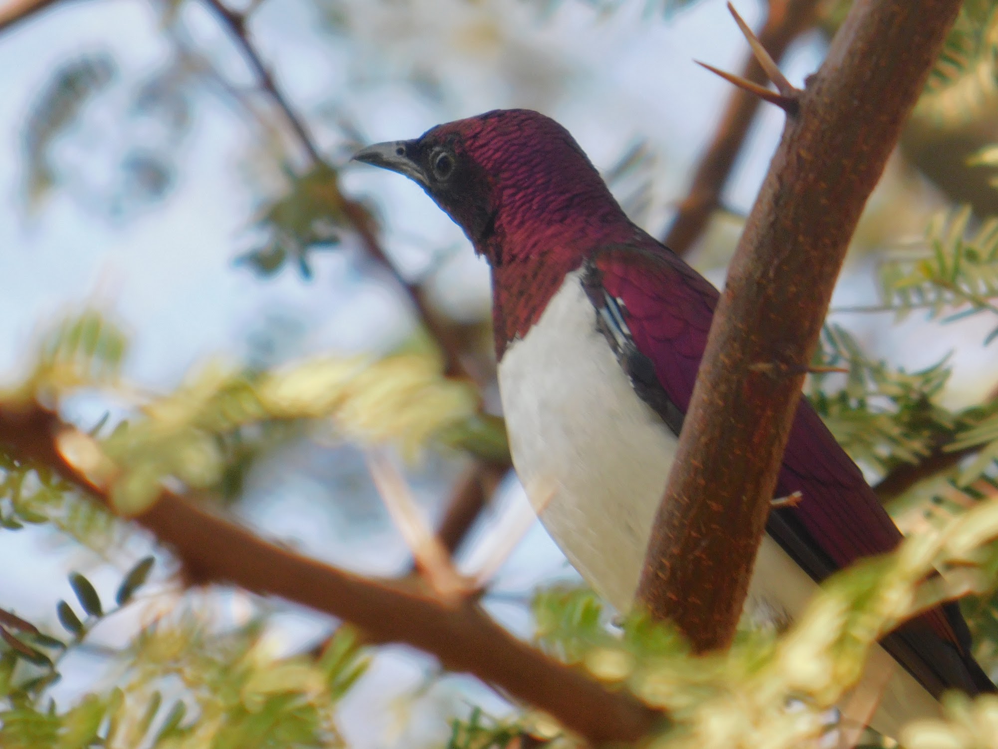 Violet Backed Starling