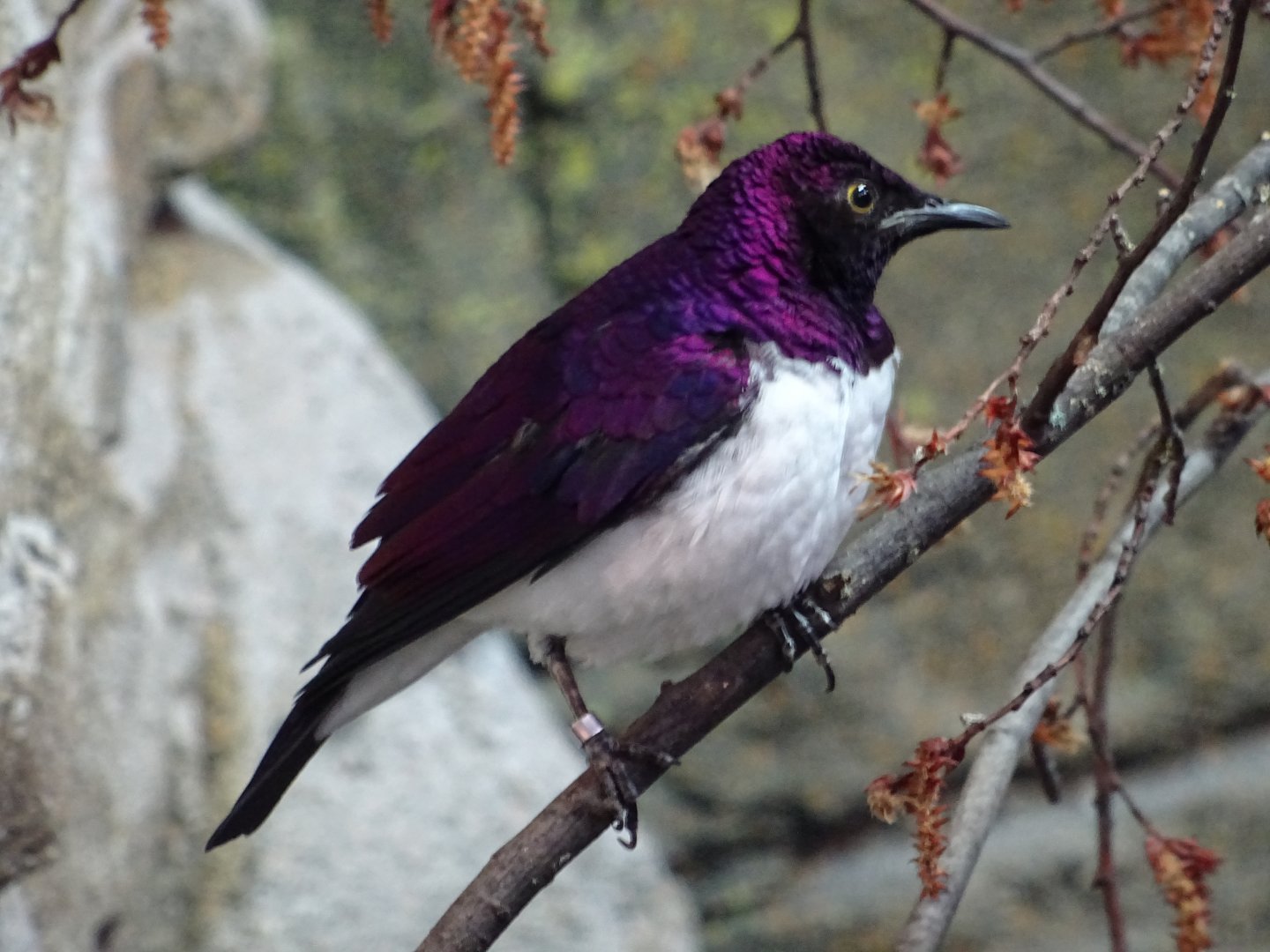 Violet-Backed Starling
