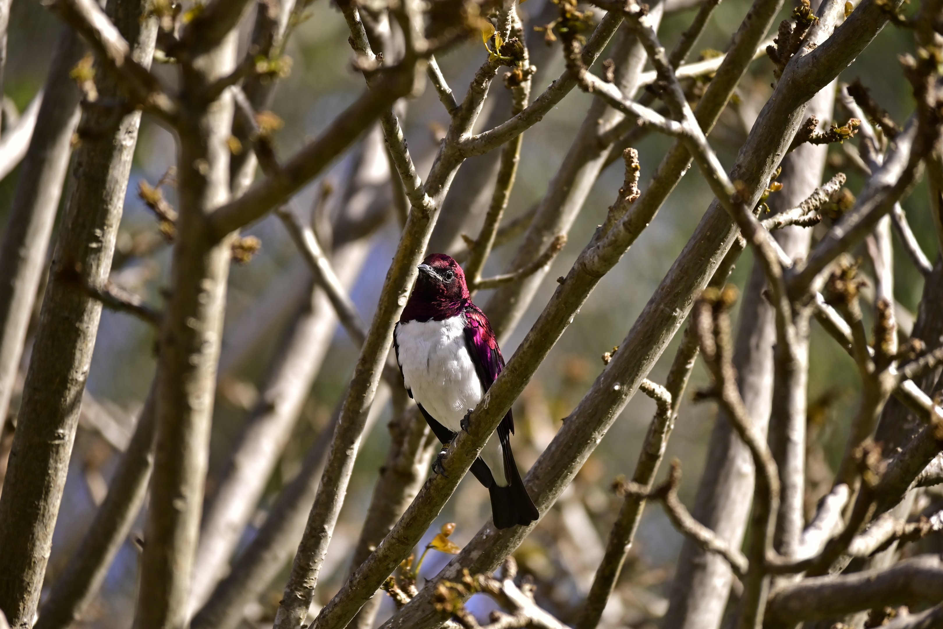 Violet Backed Starling