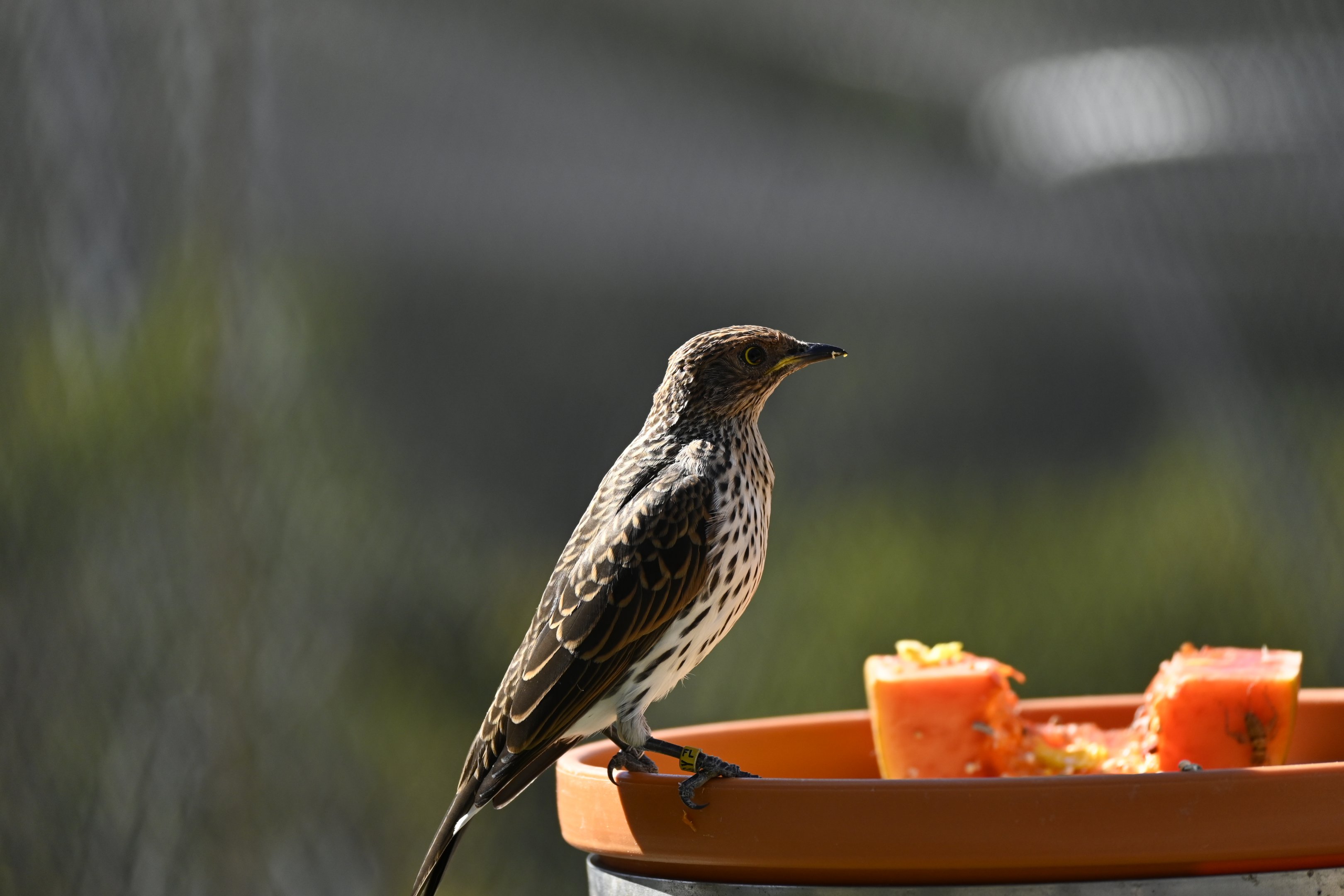 Violet Backed Starling