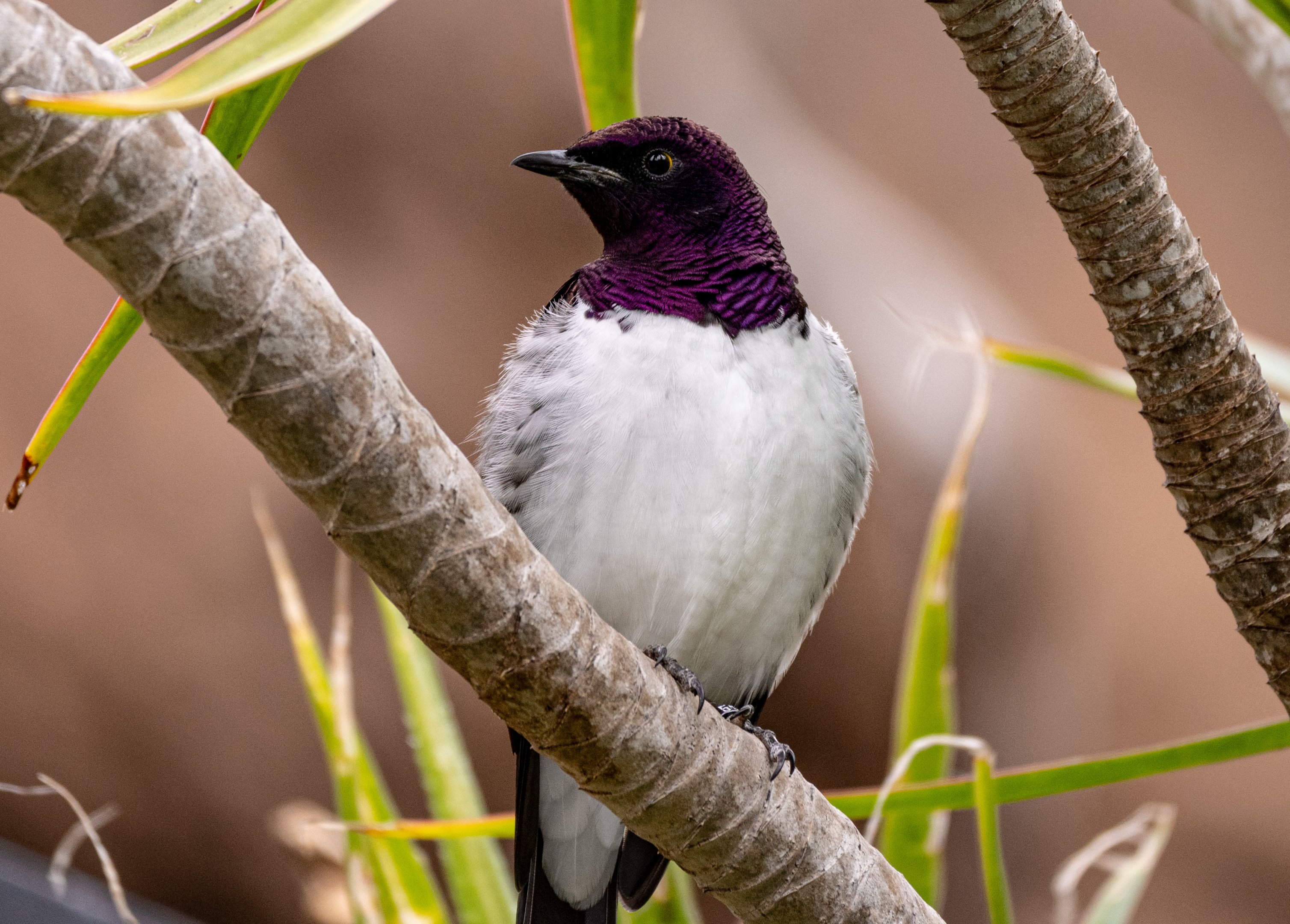 Violet Backed Starling