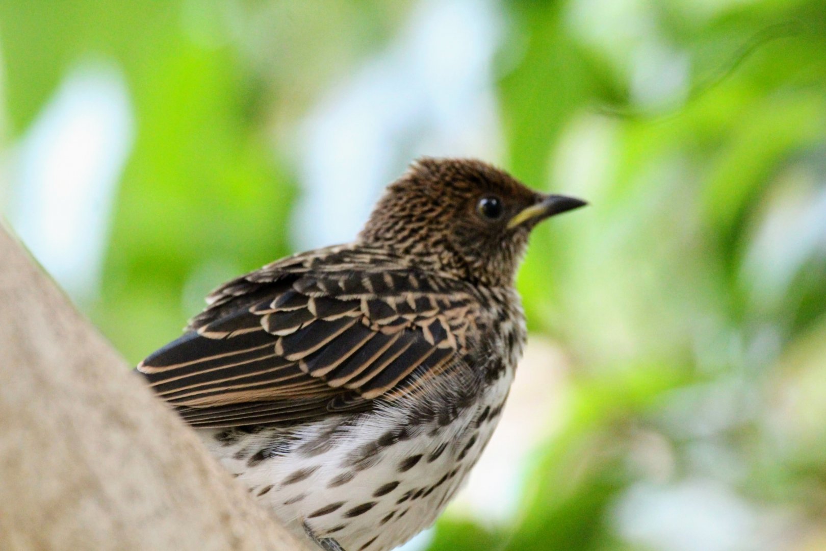 Violet-backed Starling