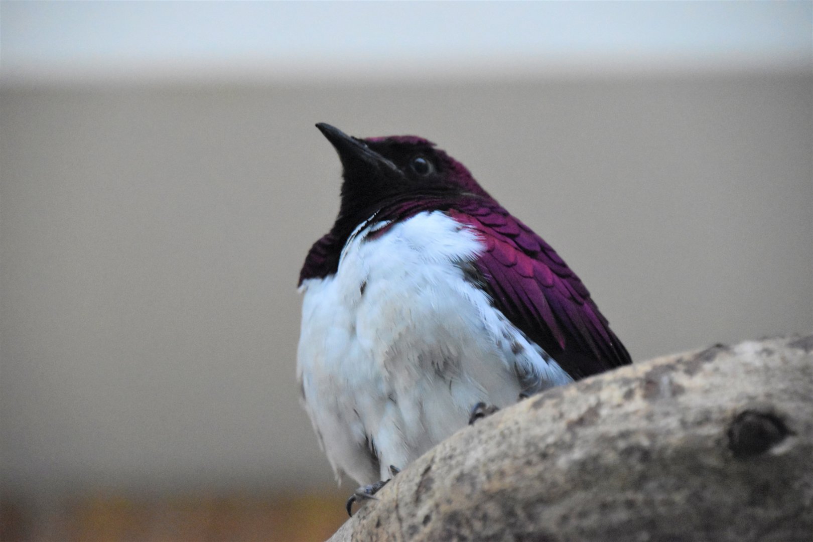 Violet-backed starling