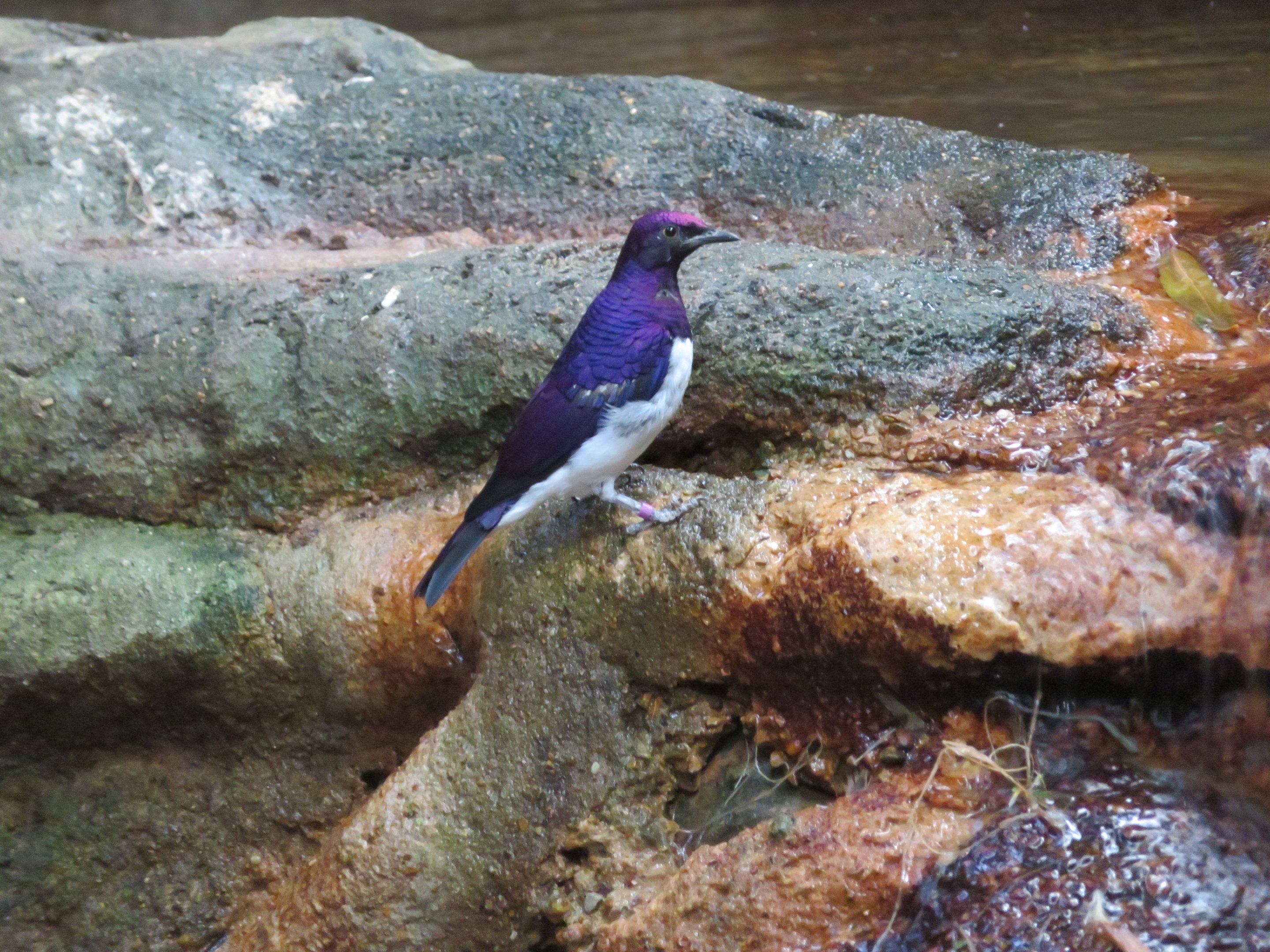 Violet-backed Starling