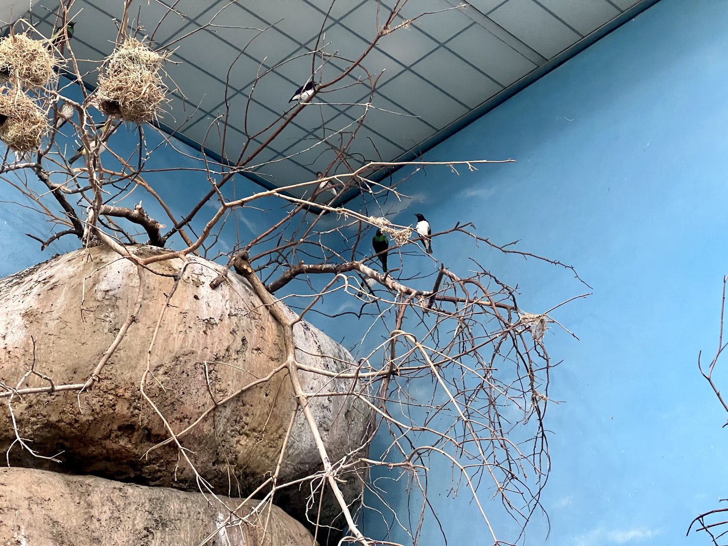 Violet-backed Starling