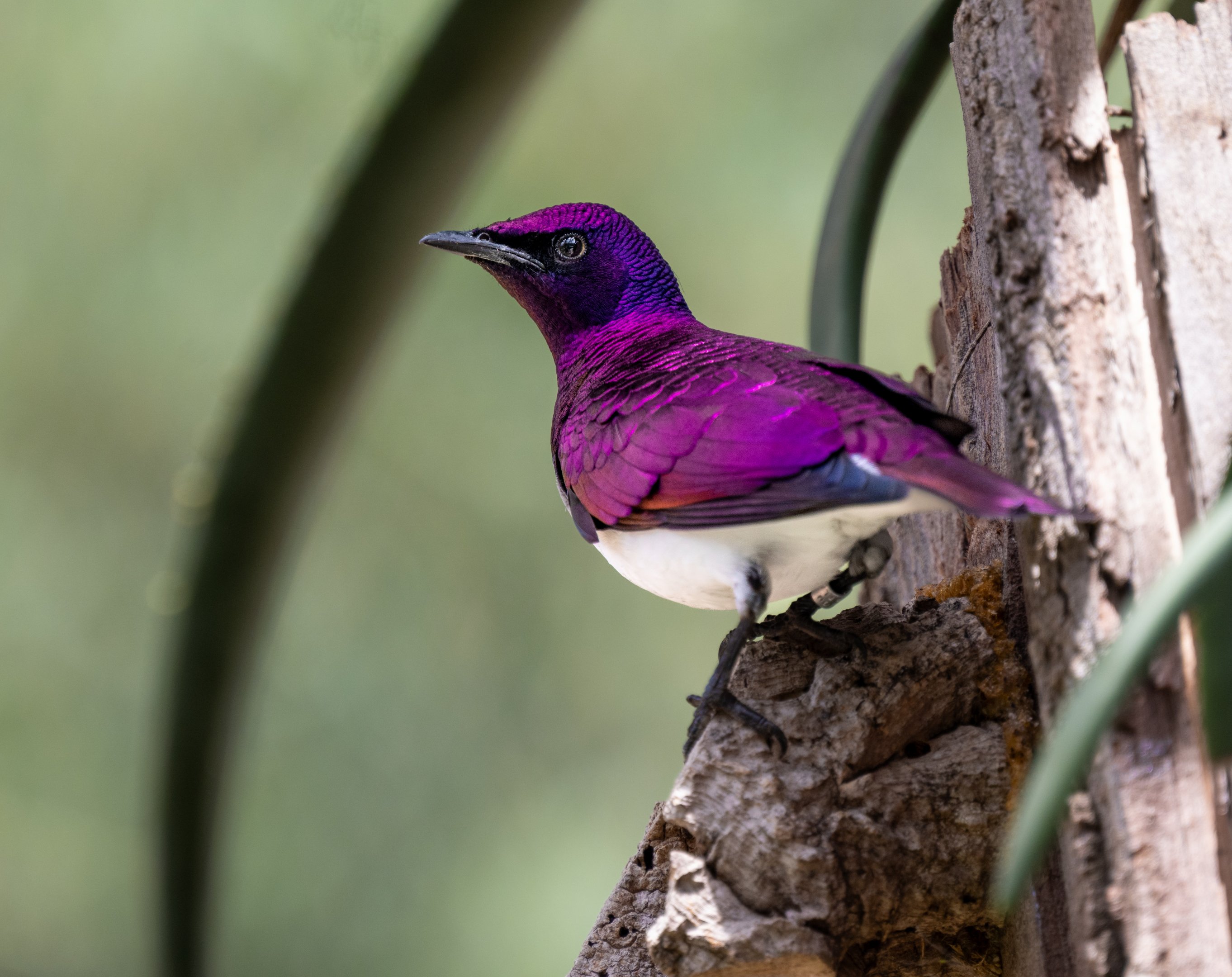 Violet Backed Starling