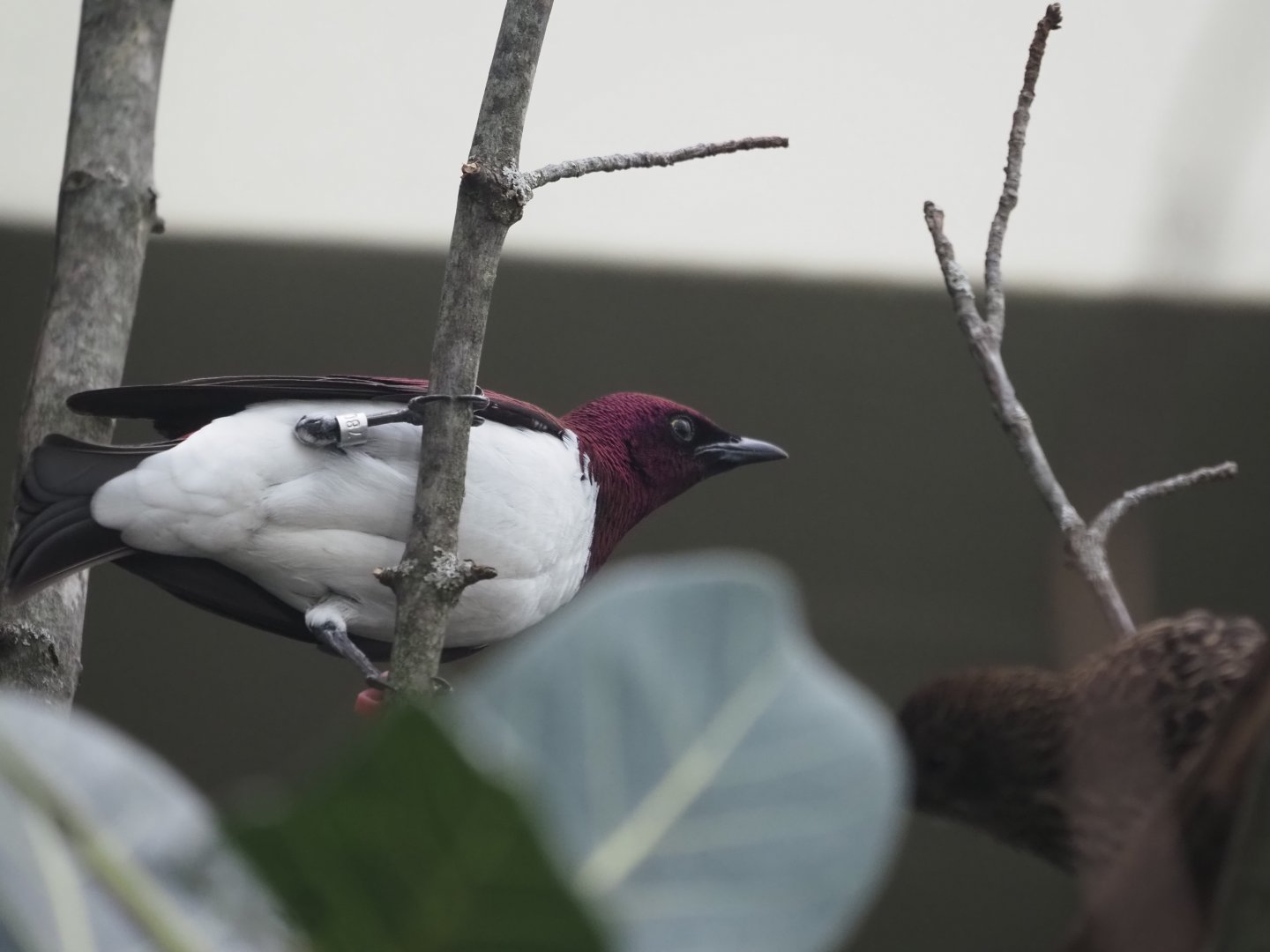 Violet-Backed Starling
