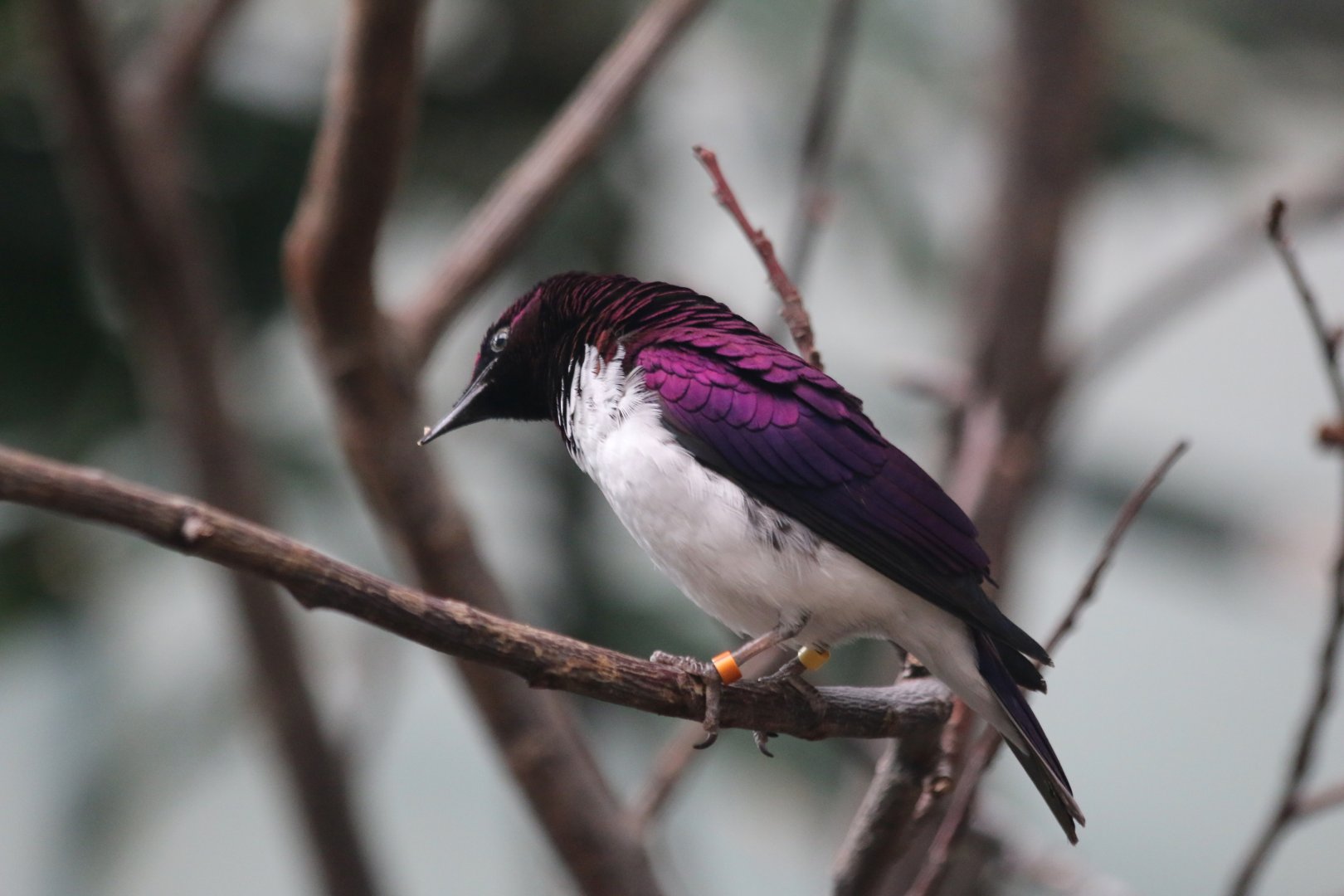 Violet-Backed Starling