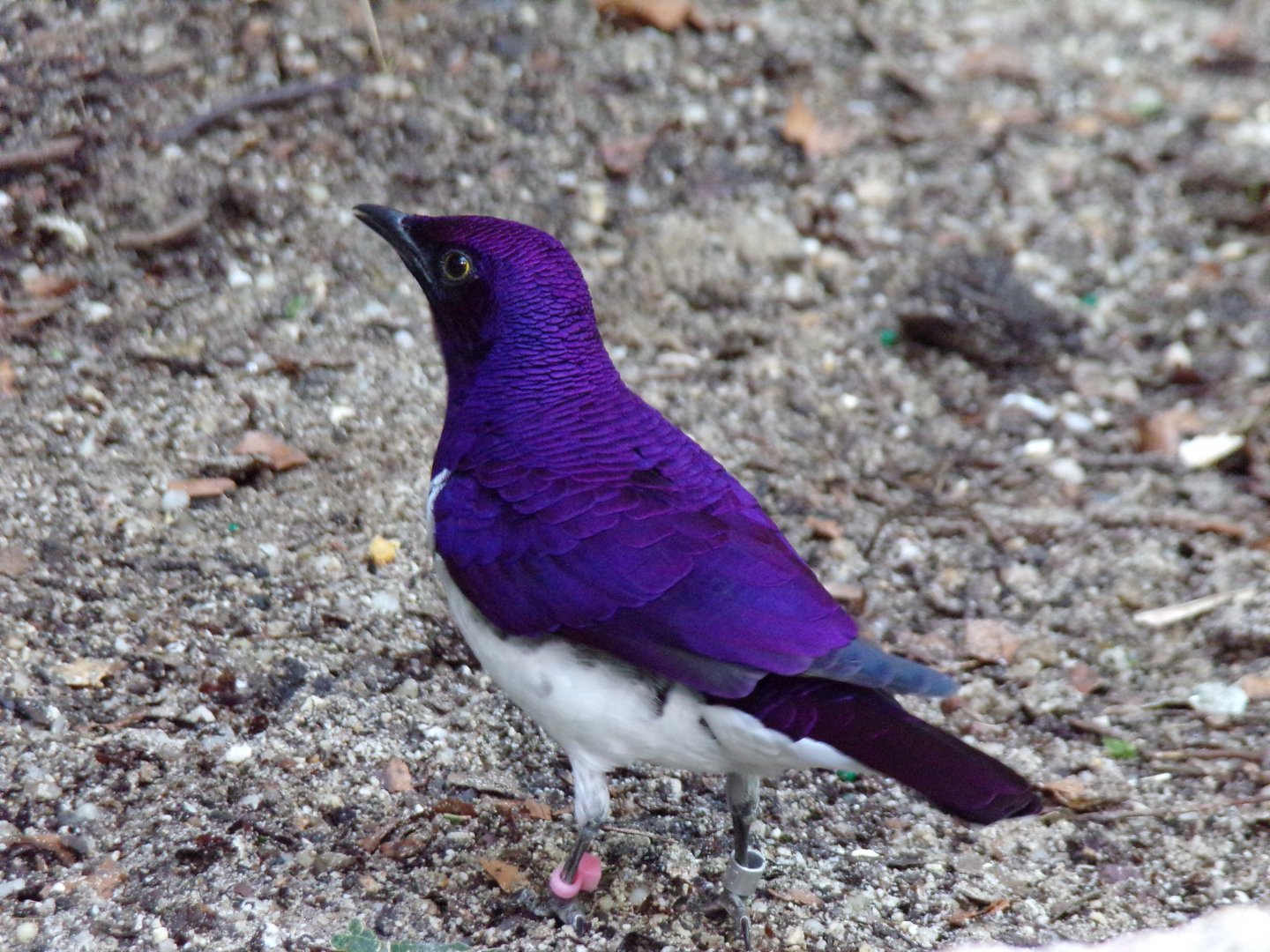 Violet-backed Starling