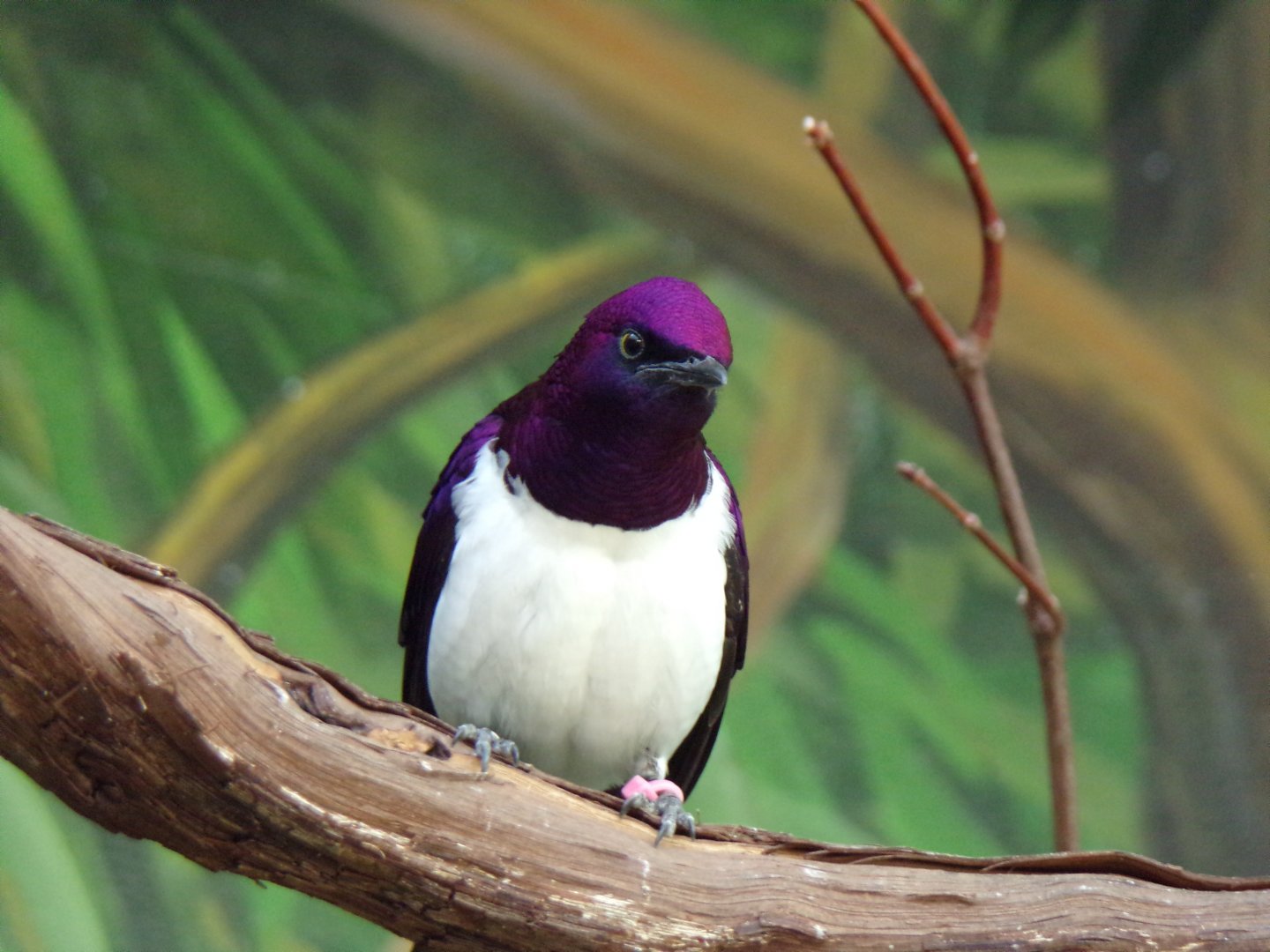 Violet-Backed Starling