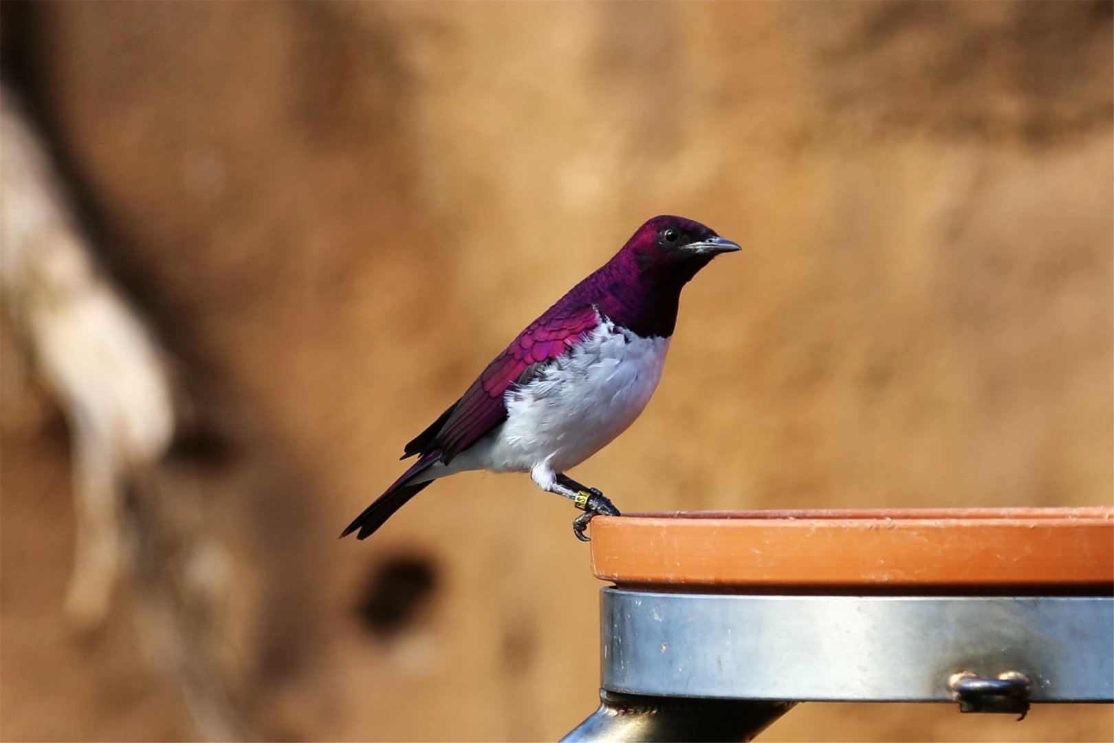 Violet-backed Starling