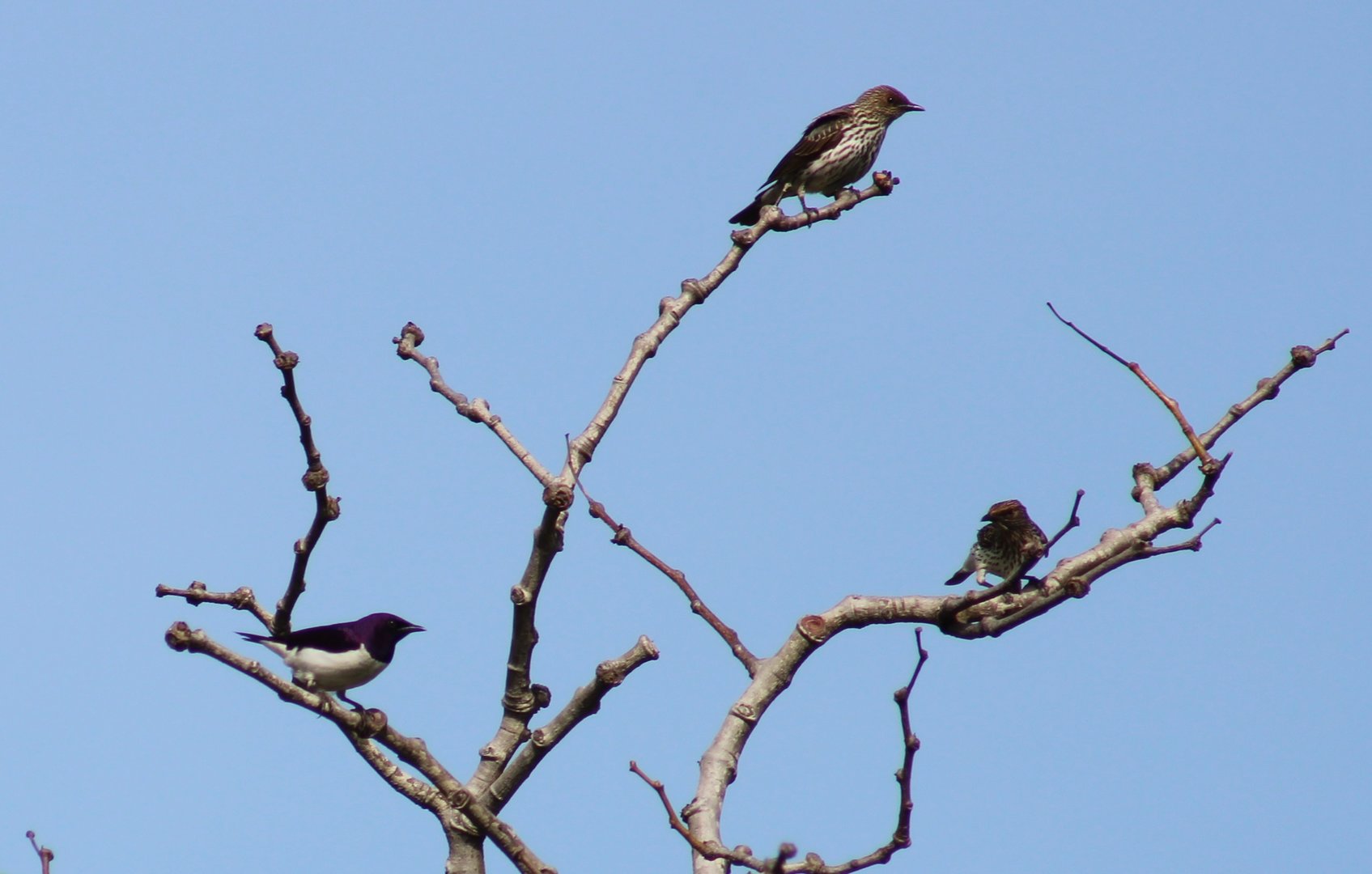 Violet-backed starlings