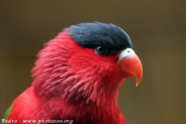 Violet-bellied lory (Lorius hypoinochrous)