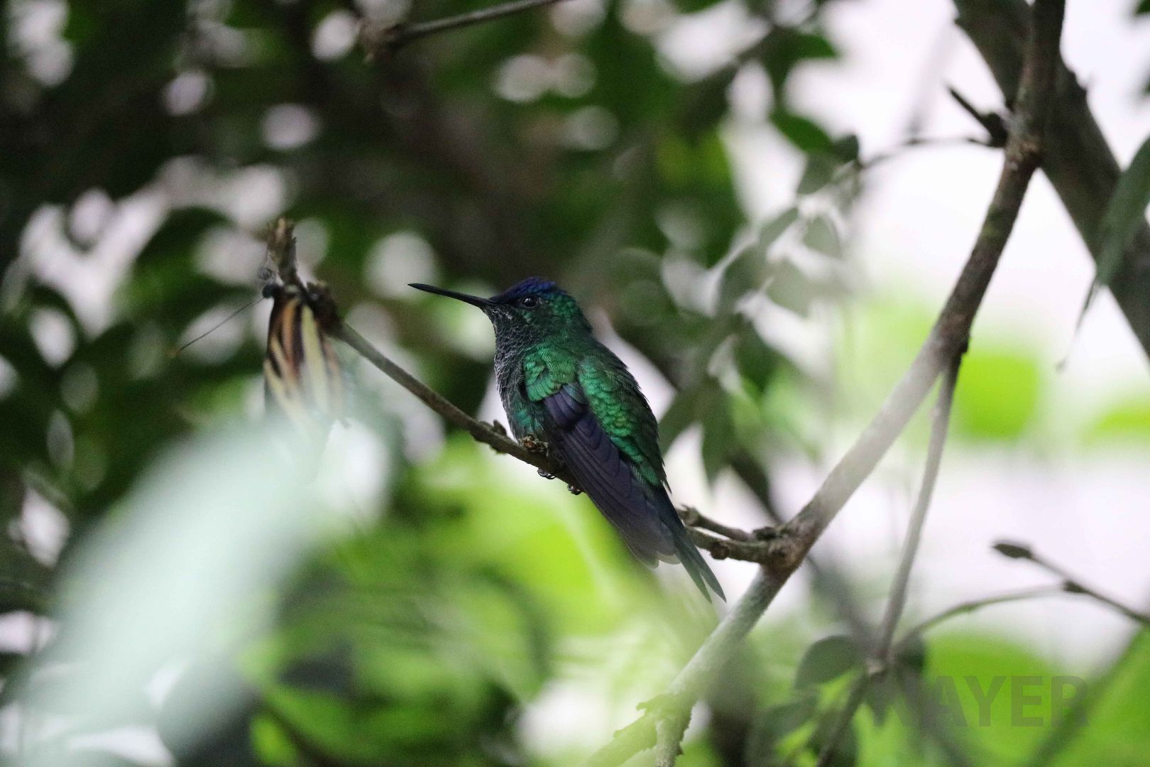 Violet-capped woodnymph, April 2016