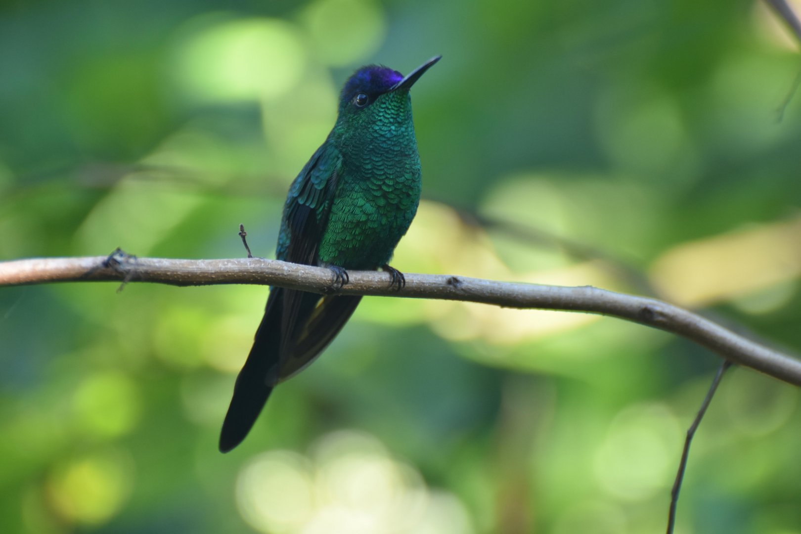Violet-capped Woodnymph (Thalurania glaucopis)