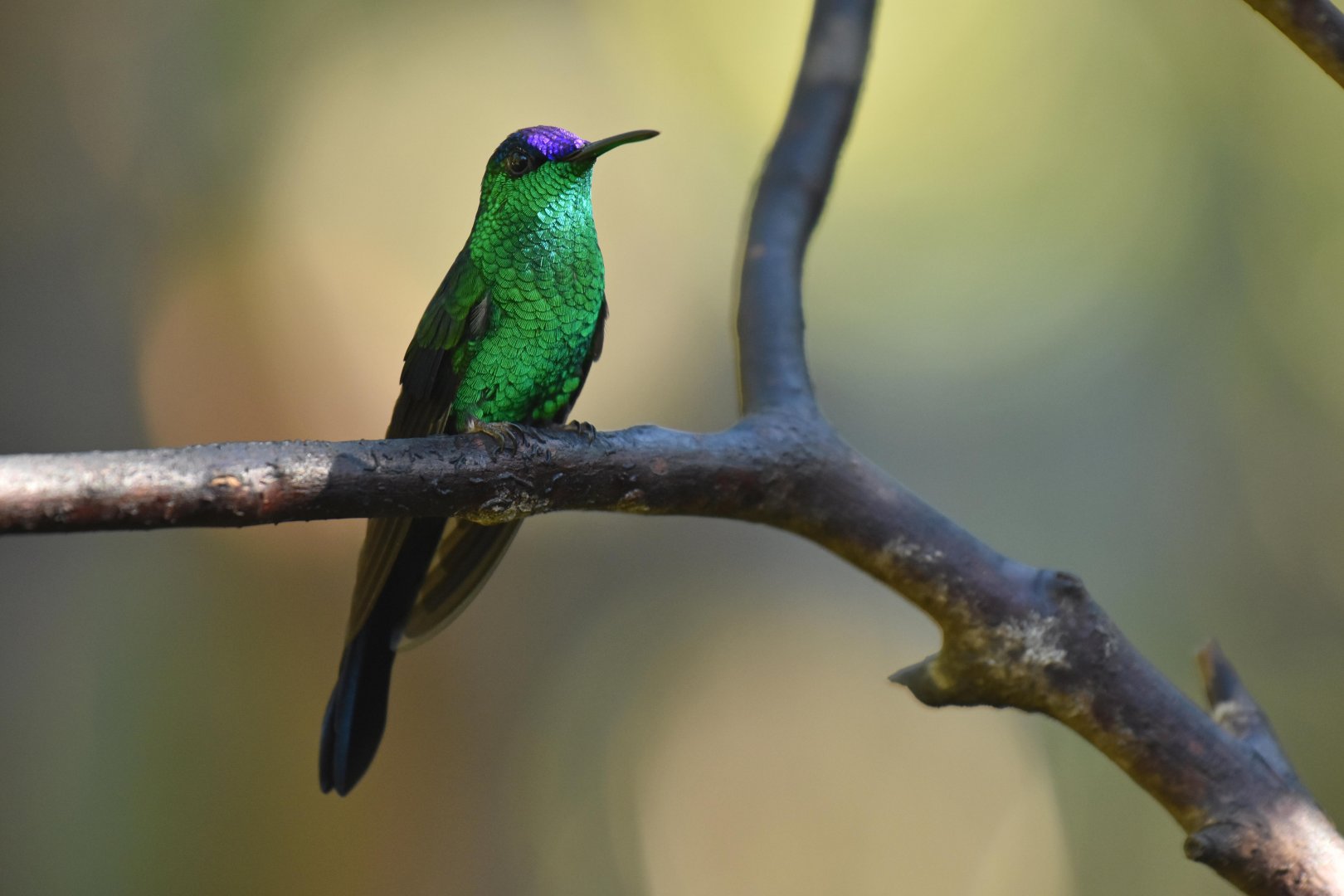Violet-capped Woodnymph (Thalurania glaucopis)