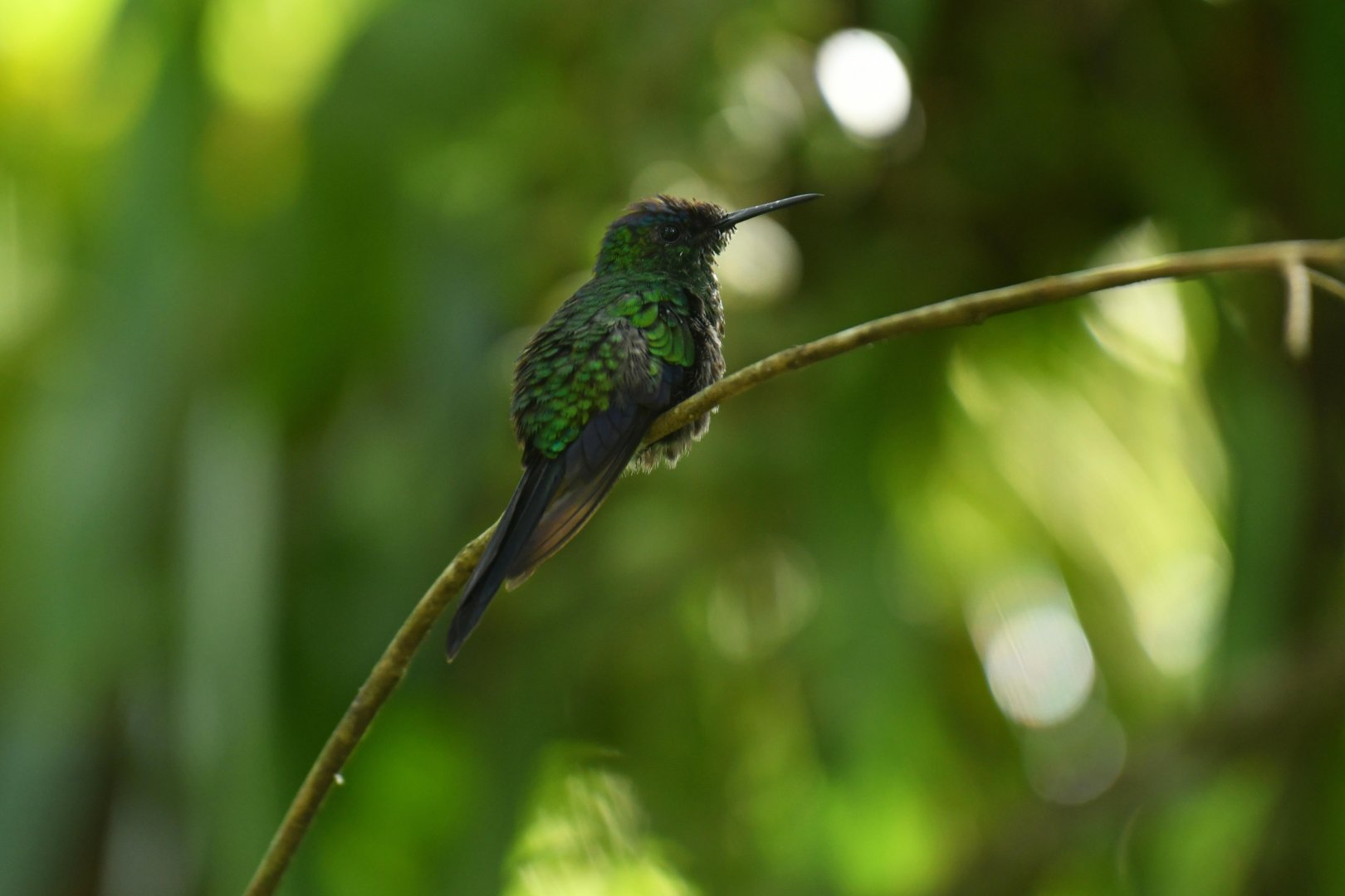 Violet-capped Woodnymph (Thalurania glaucopis)