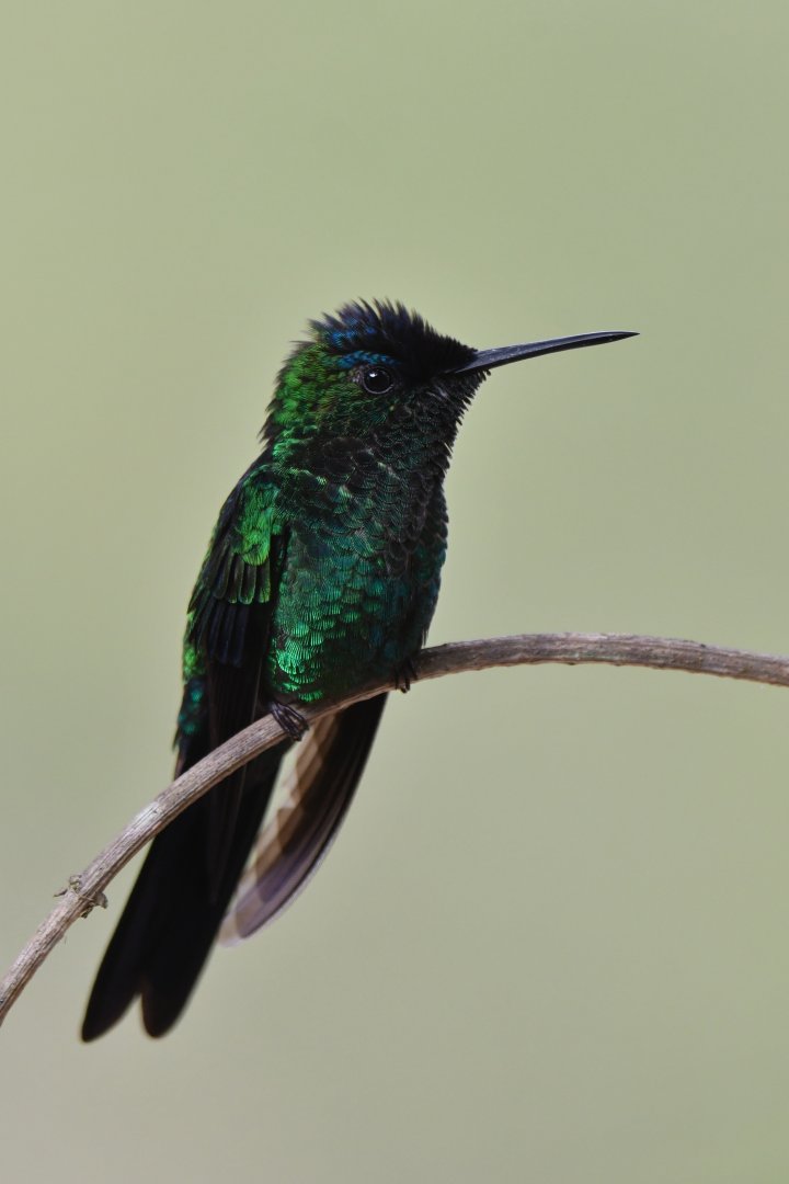 Violet-capped Woodnymph Thalurania glaucopis