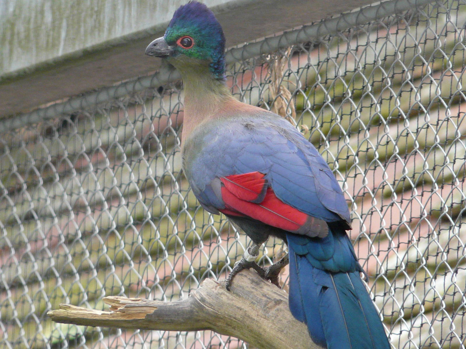 Violet-crested turaco/ Tauraco porphyreolophus