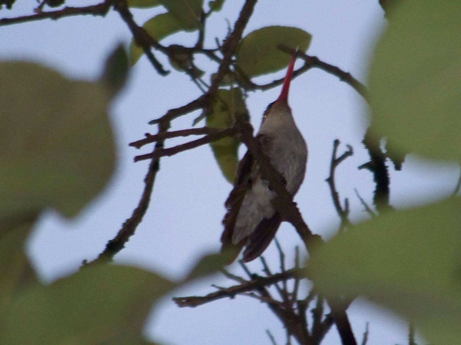 Violet crowned hummingbird