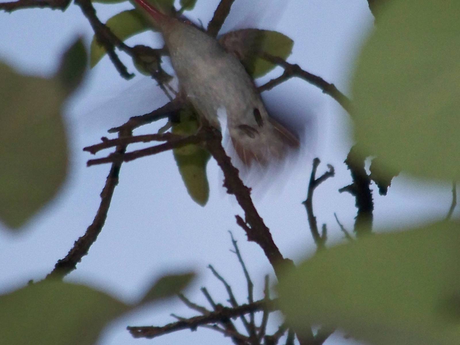 Violet crowned hummingbird