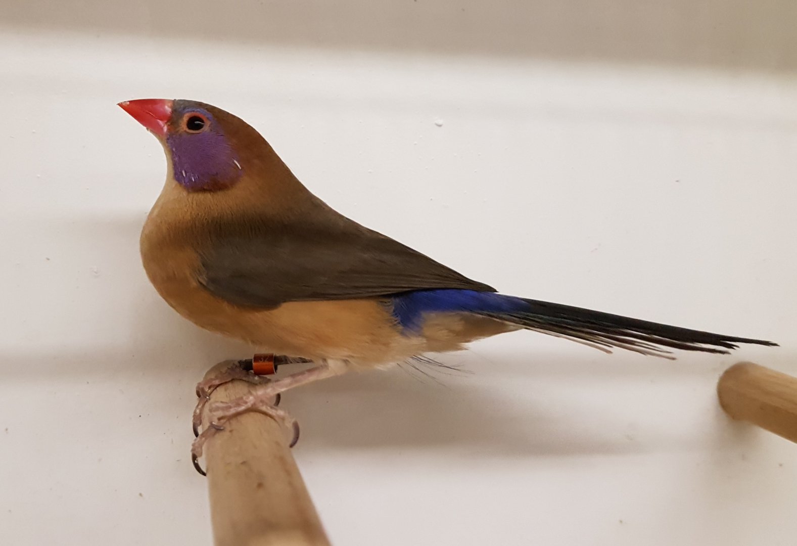 Violet-eared waxbill