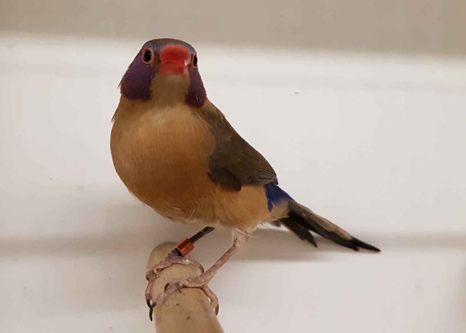 Violet-eared waxbill