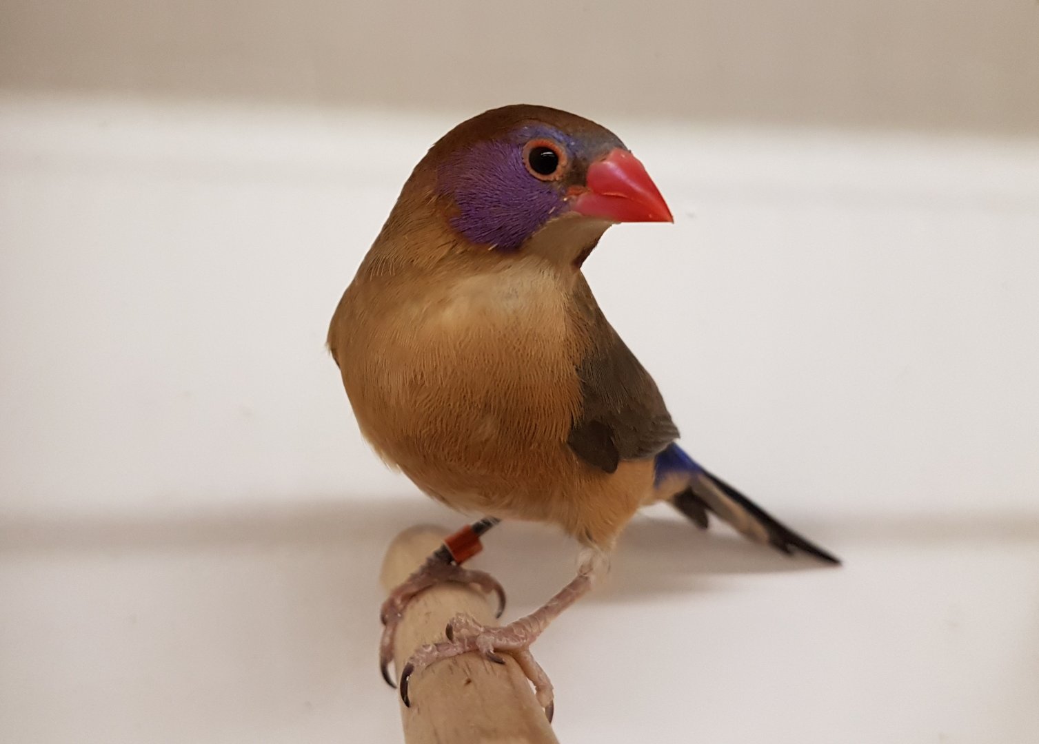 Violet-eared waxbill