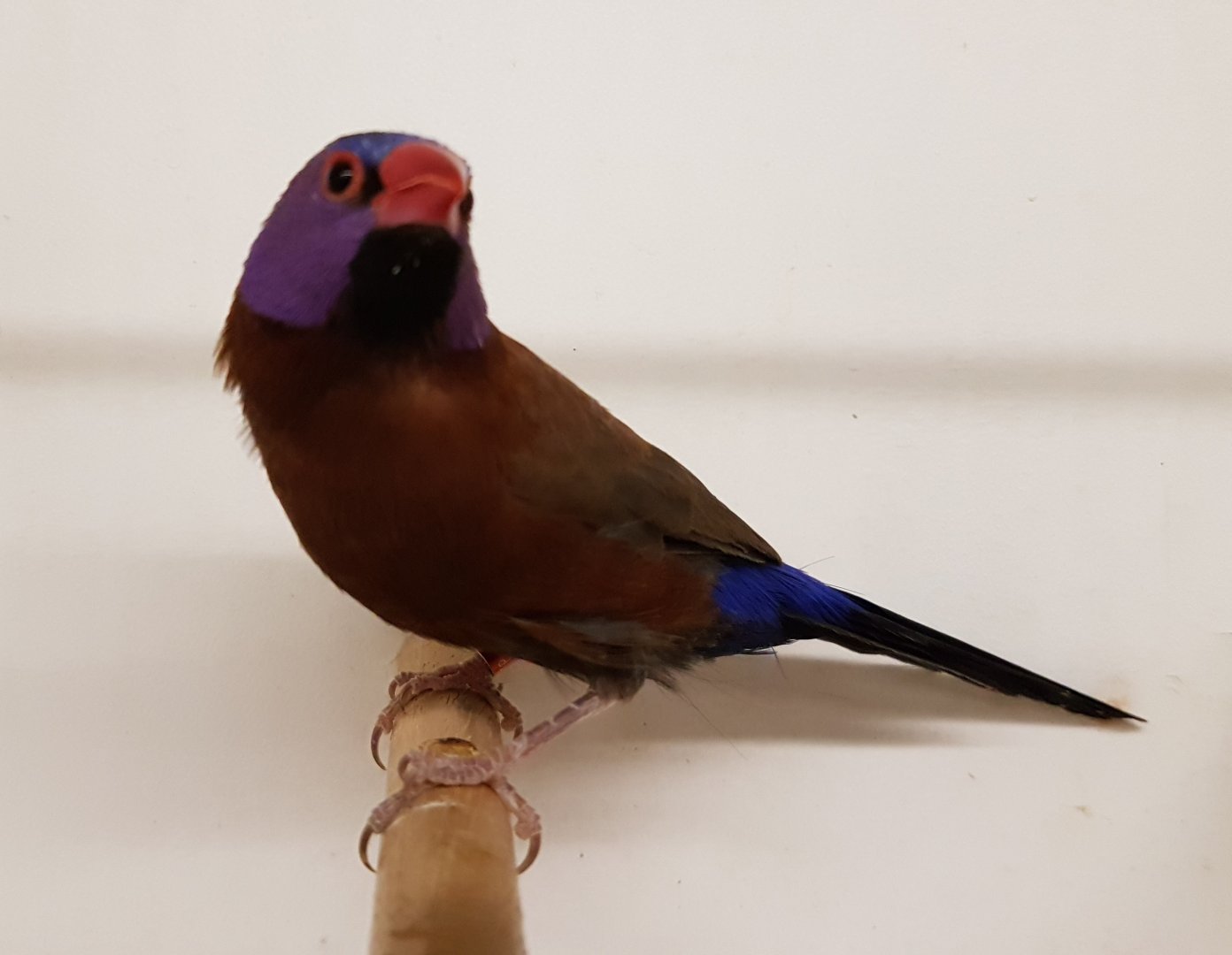 Violet-eared waxbill