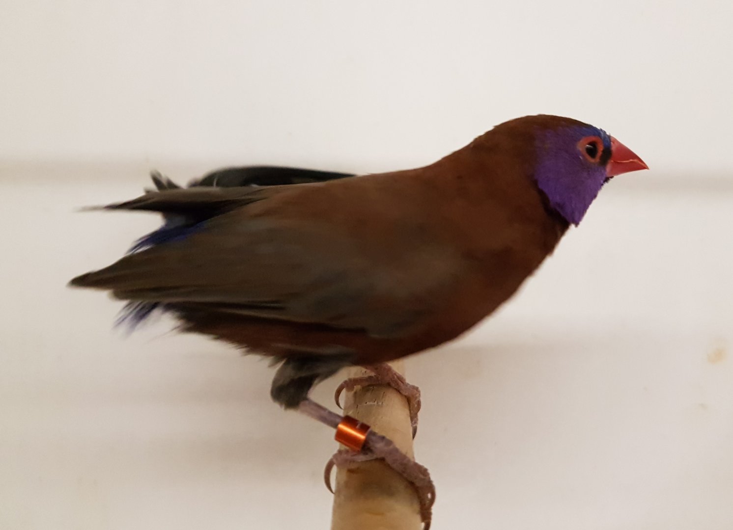 Violet-eared waxbill