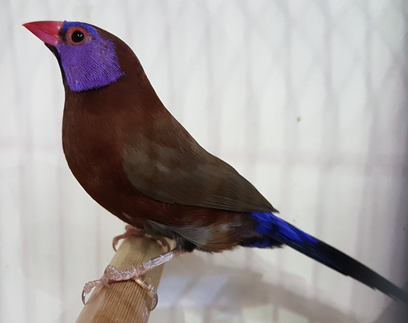 Violet-eared waxbill