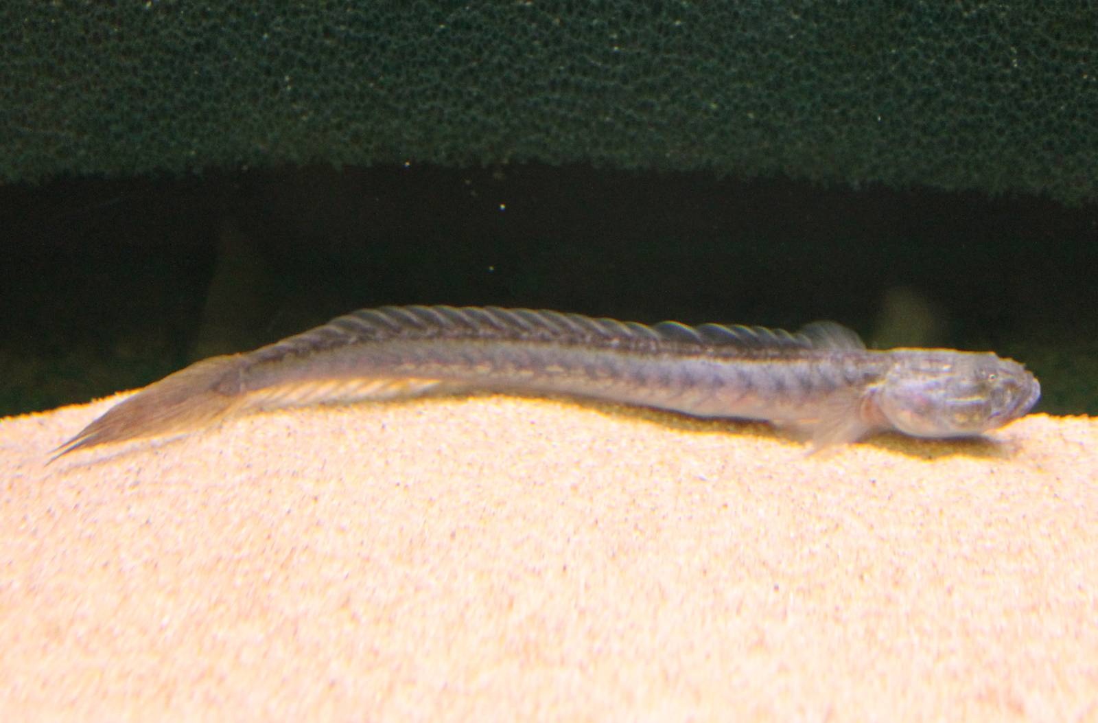 Violet goby