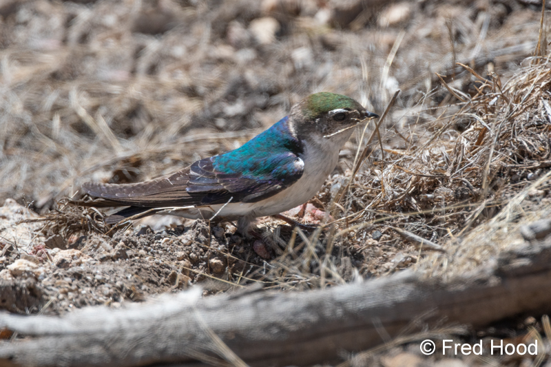 violet green swallow