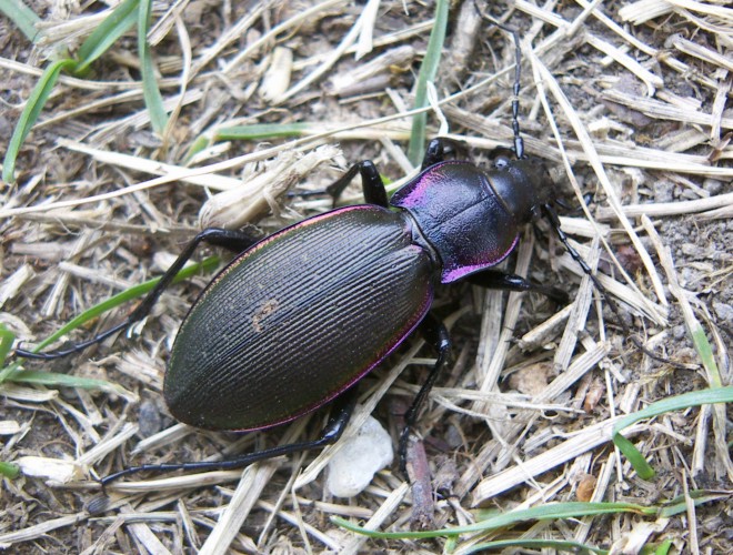 Violet Ground Beetle (Carabus violaceus)