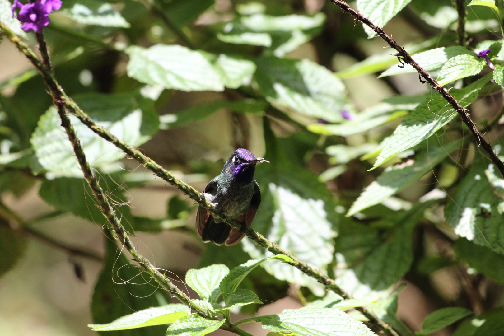 Violet-headed Hummingbird