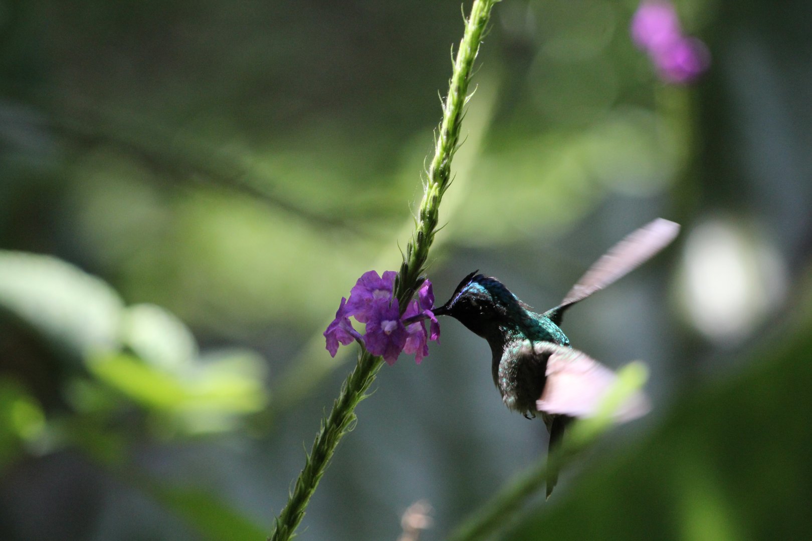 Violet-headed Hummingbird