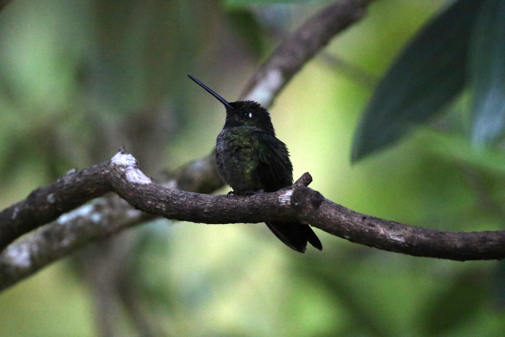 Violet-headed Hummingbird