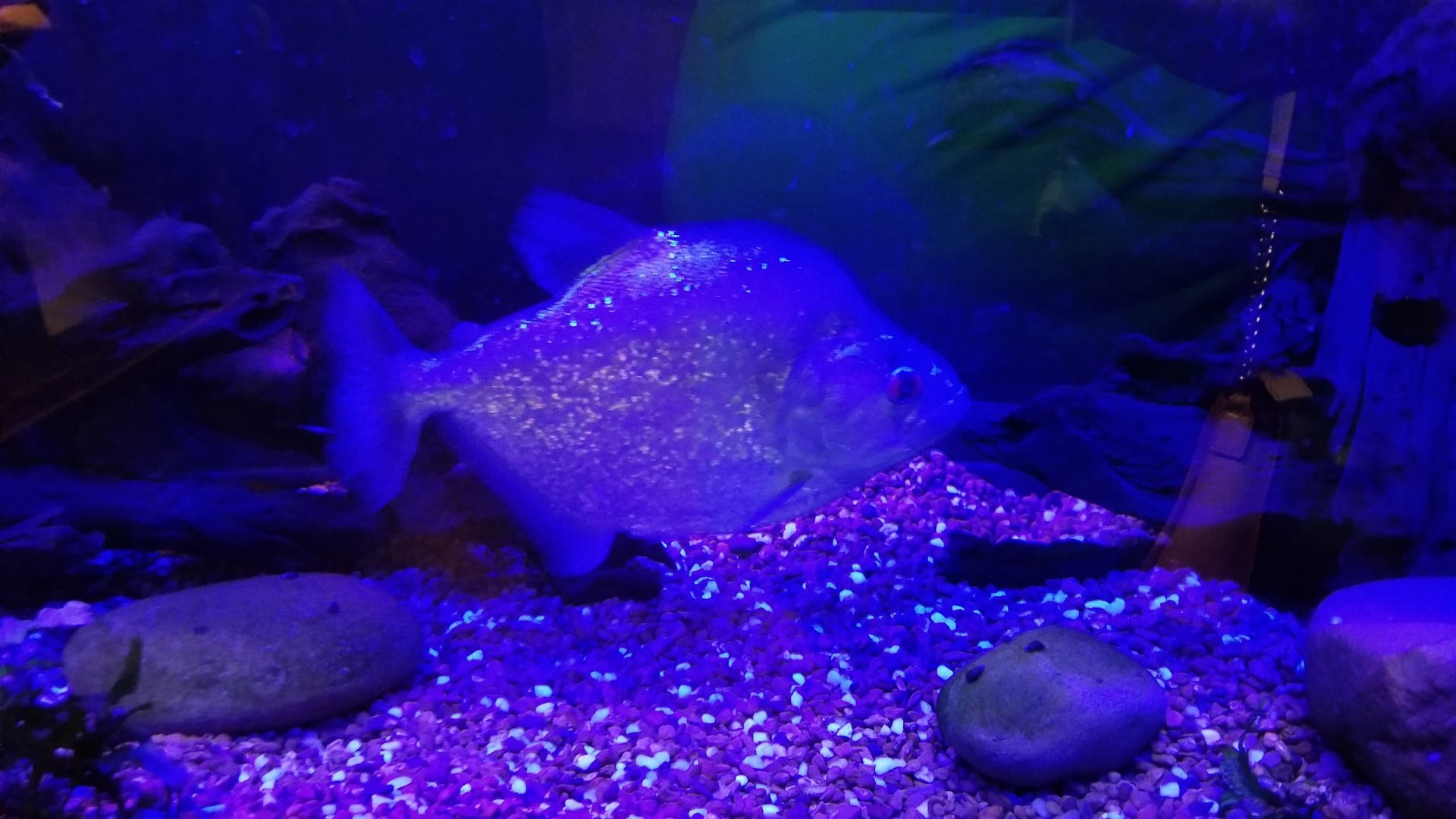 Violet Line Piranha, Amazonia